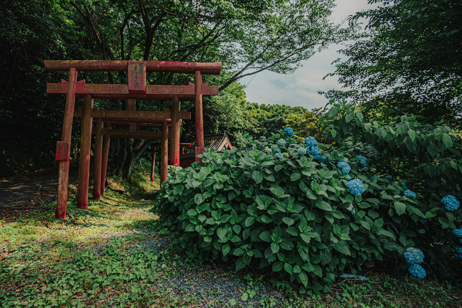 Un chemin tranquille avec une porte torii rouge entourée d'hortensias bleus