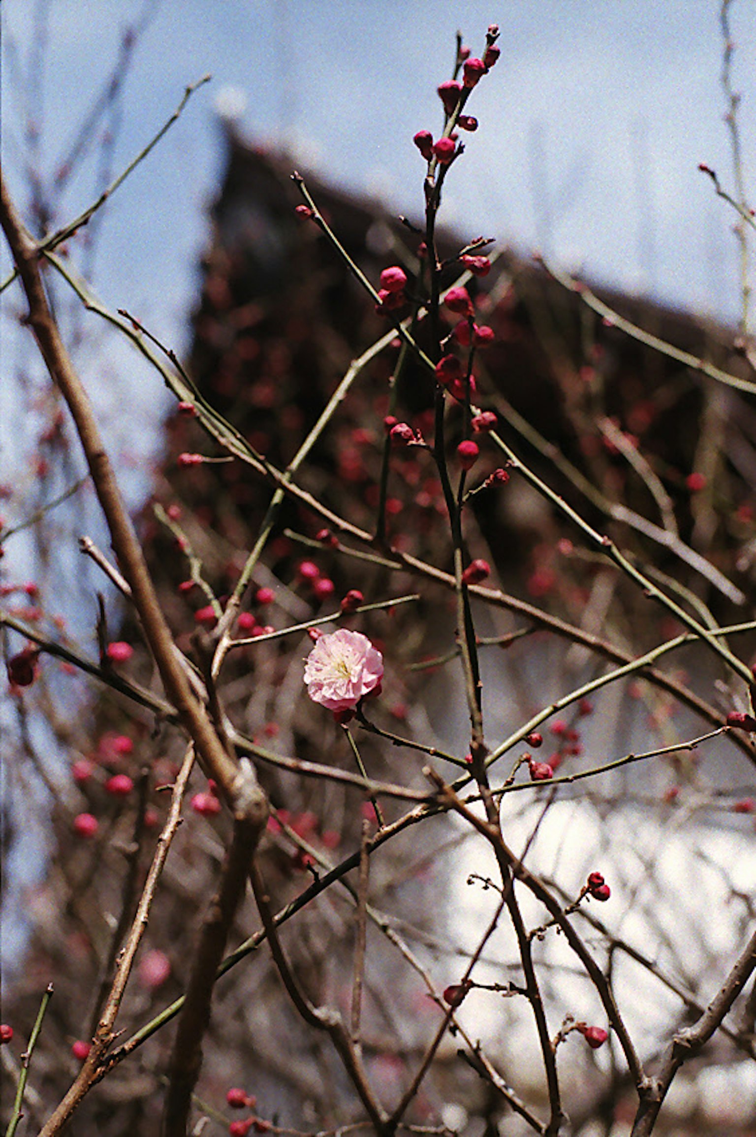 Zweige eines Pflaumenbaums im Frühling mit blühenden Blumen und Knospen