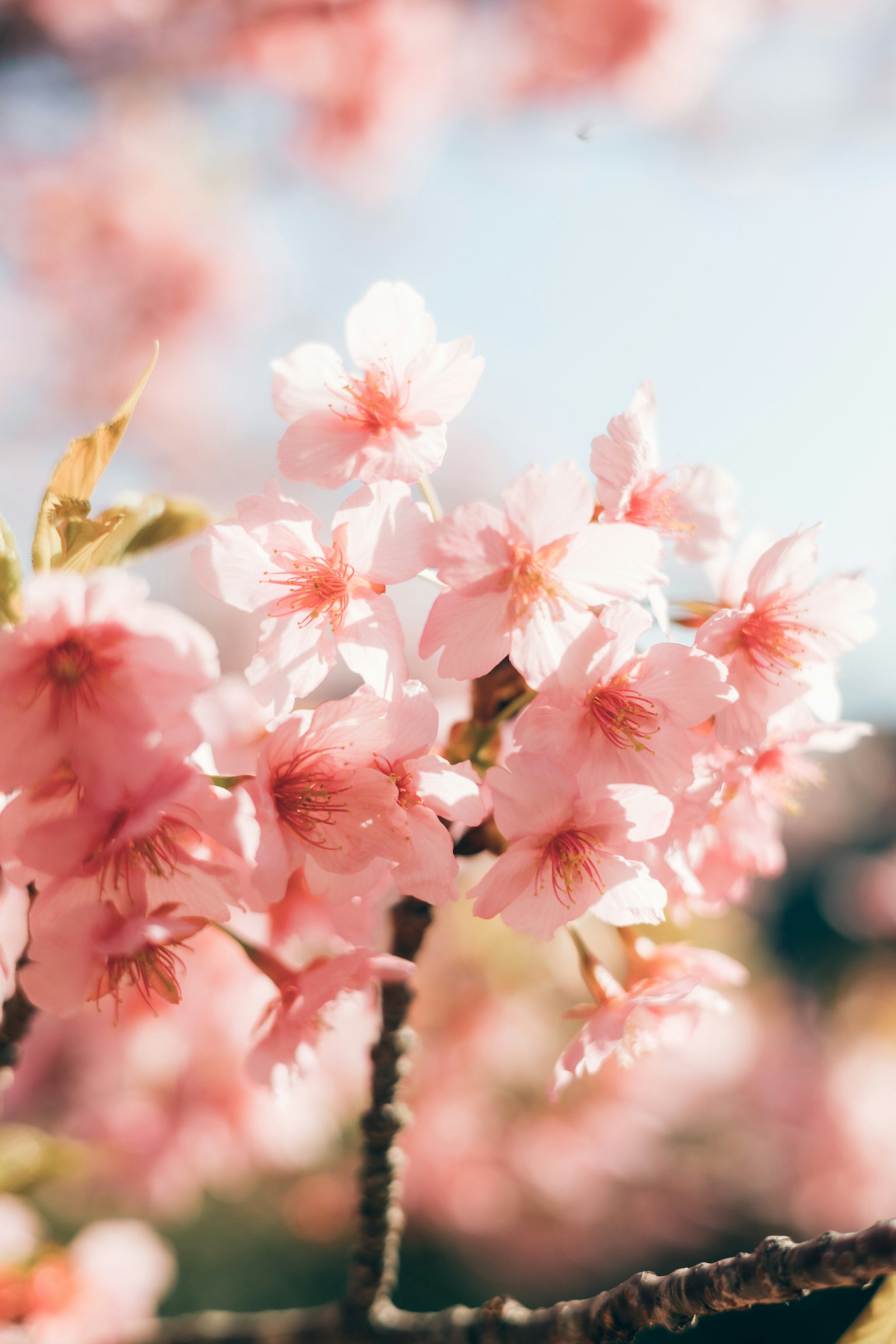 Primo piano di rami di ciliegio in fiore con fiori rosa brillante contro un cielo blu