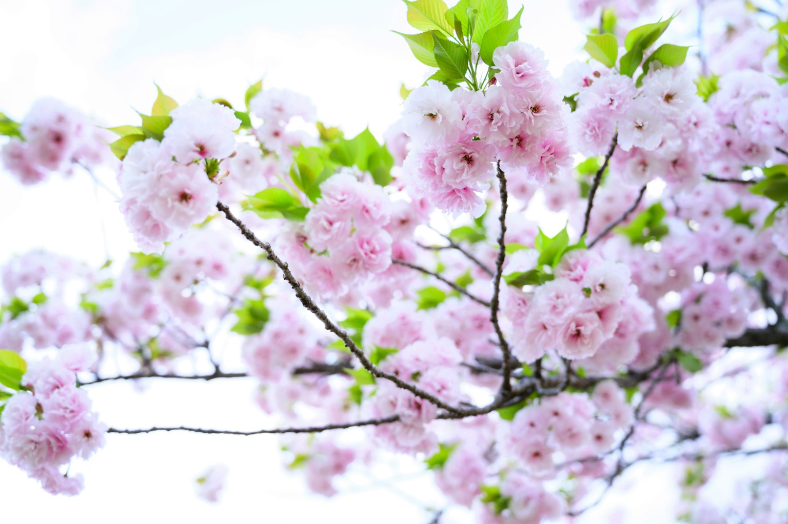 Gros plan sur des branches de cerisier avec des fleurs roses et des feuilles vertes