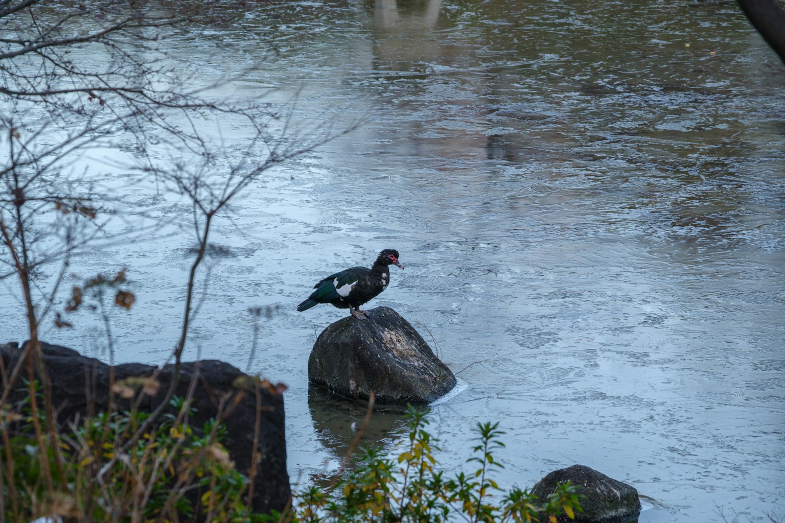Một con vịt muscovy đực đứng trên đá trong cảnh nước yên tĩnh
