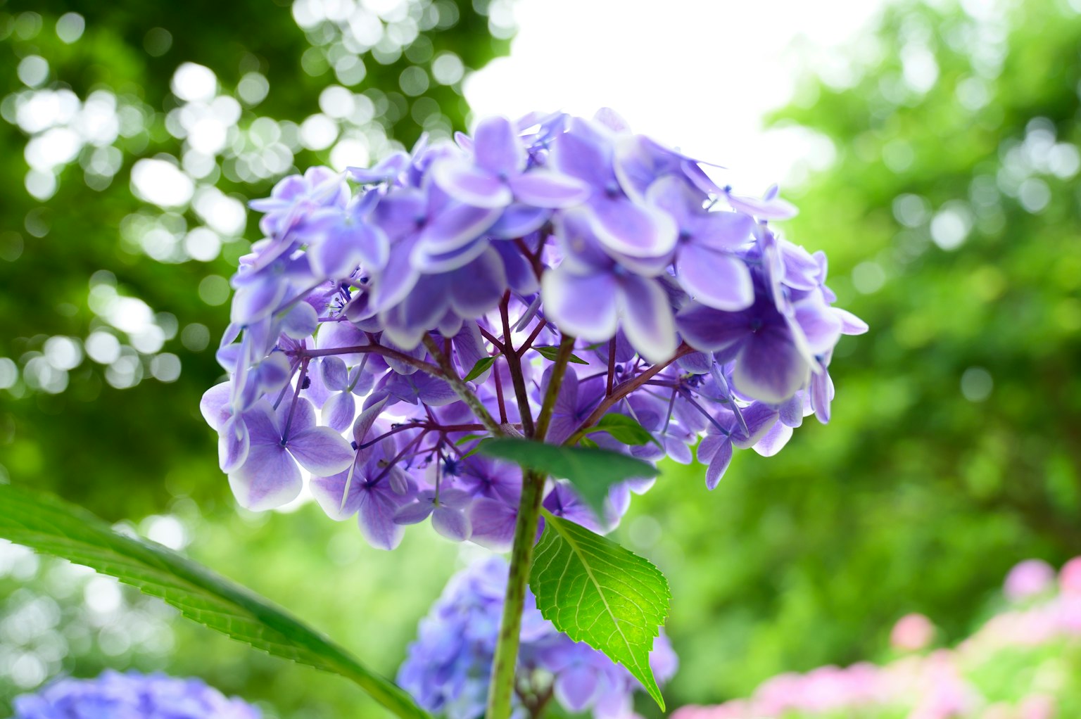 ดอกไฮเดรนเยียสีม่วงบานพร้อมใบเขียวในพื้นหลัง