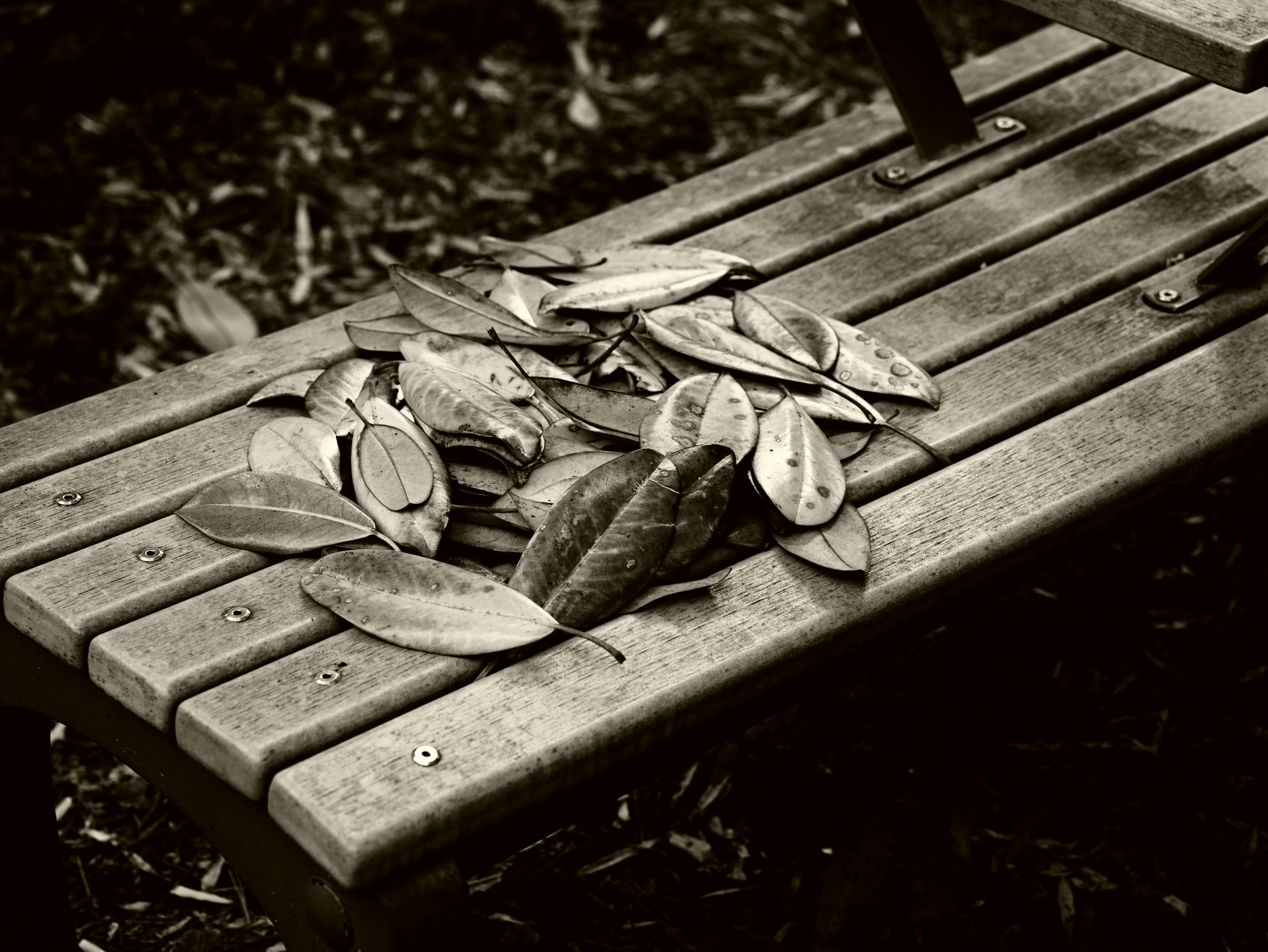 feuilles mortes éparpillées sur un banc