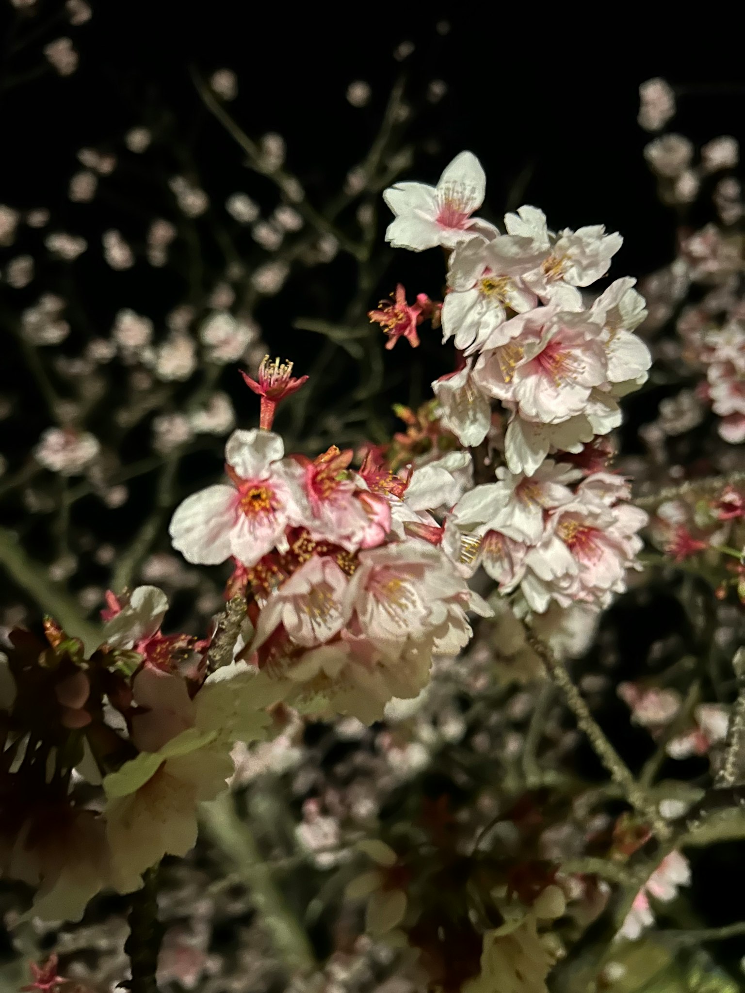 夜间盛开的美丽樱花特写