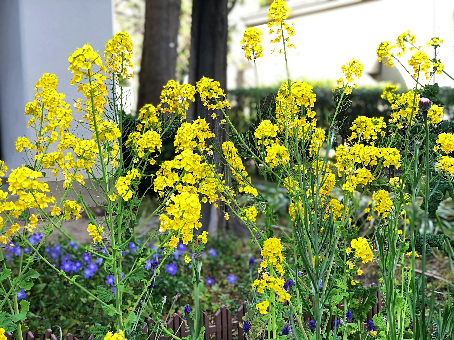 Cluster of bright yellow flowers with green stems and purple flowers in the background