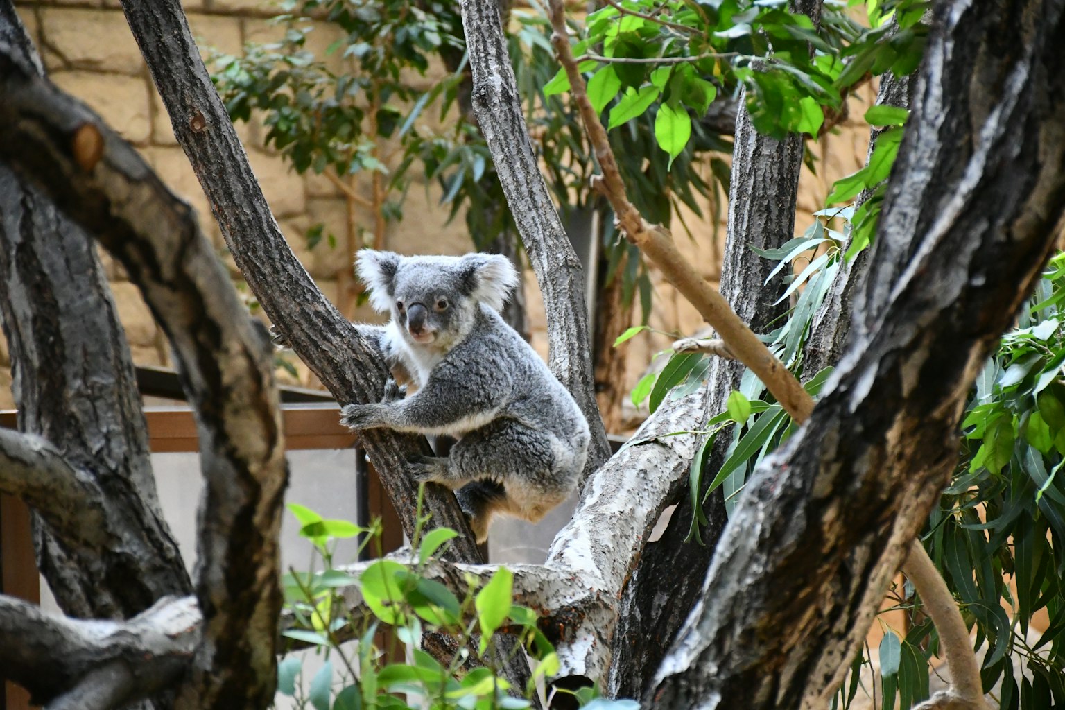 Koala sitting on a tree branch surrounded by green leaves and natural background