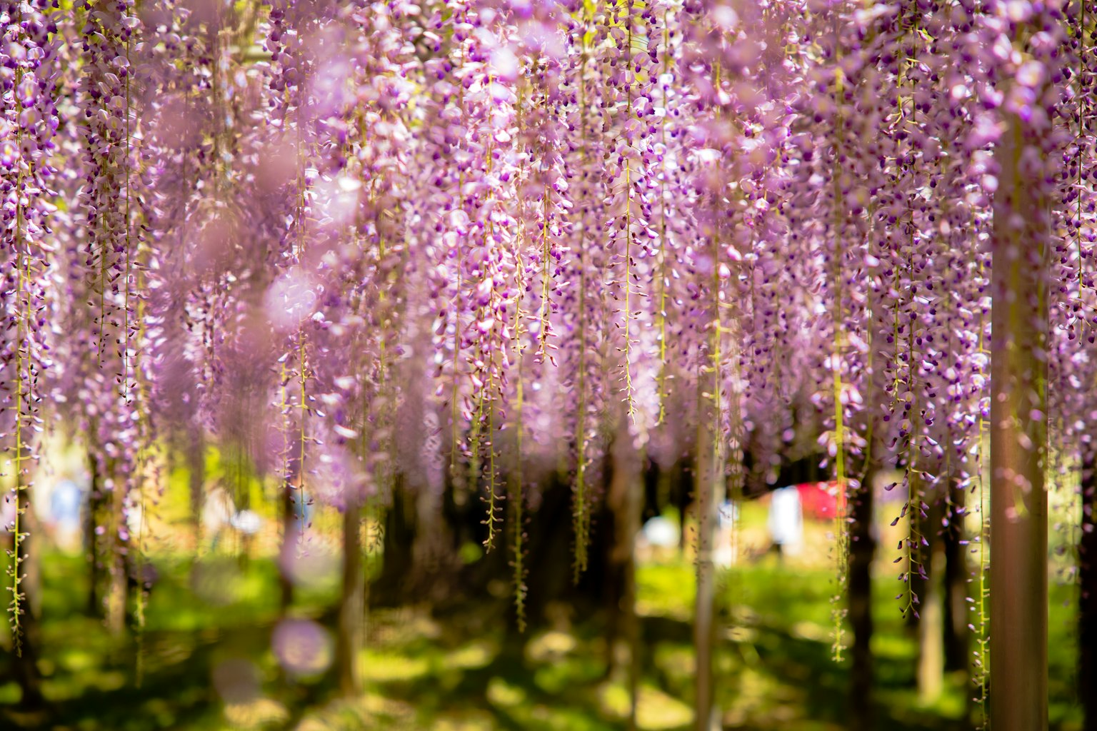 Beautiful scene of hanging wisteria flowers