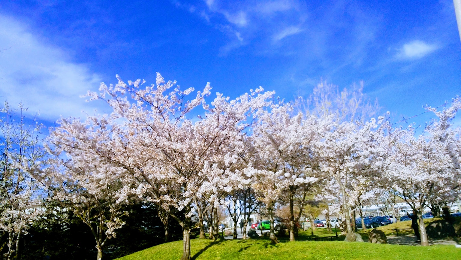Kirschblütenbäume unter einem blauen Himmel