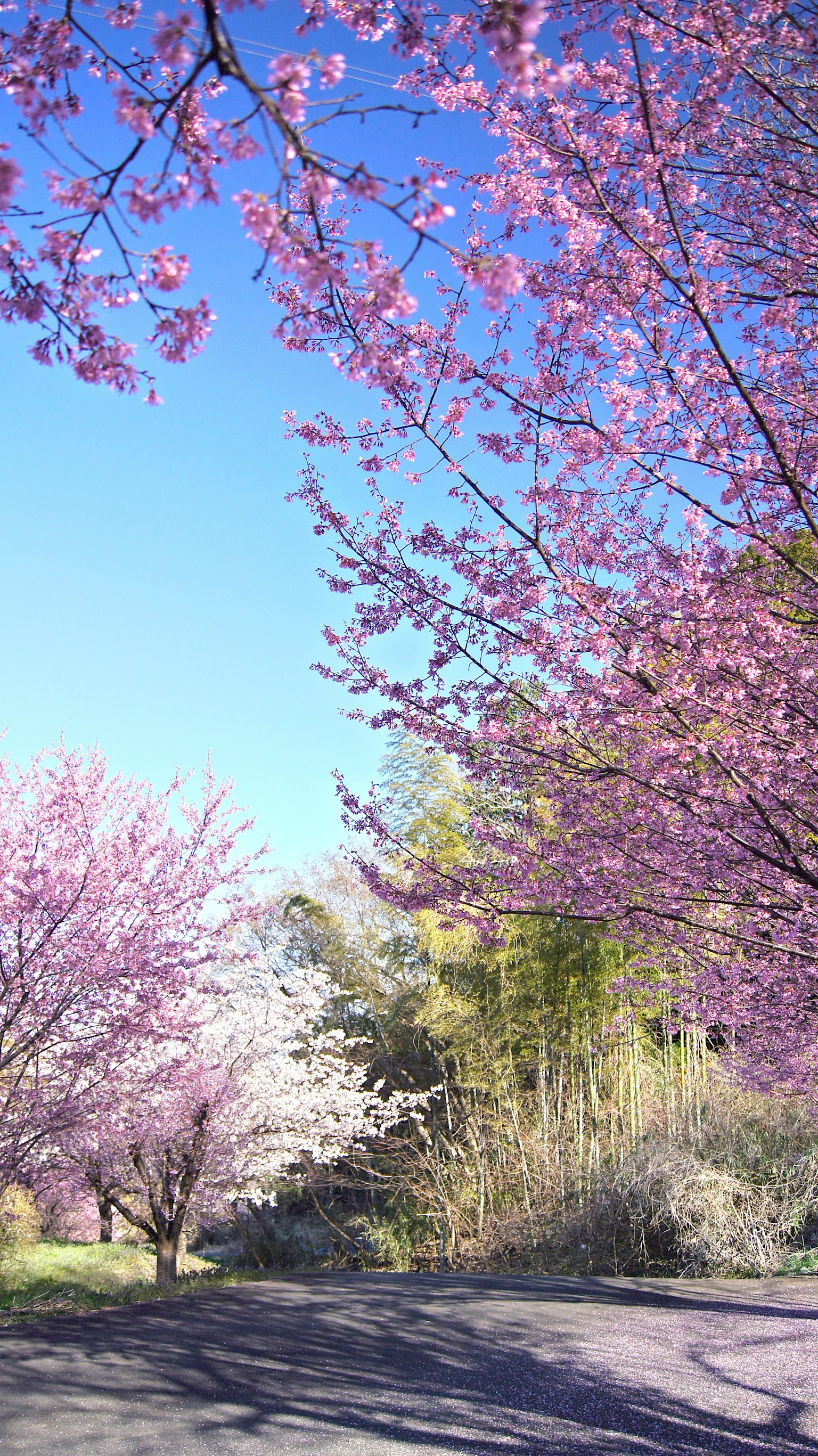 藍天之下盛開的櫻花樹的美麗風景