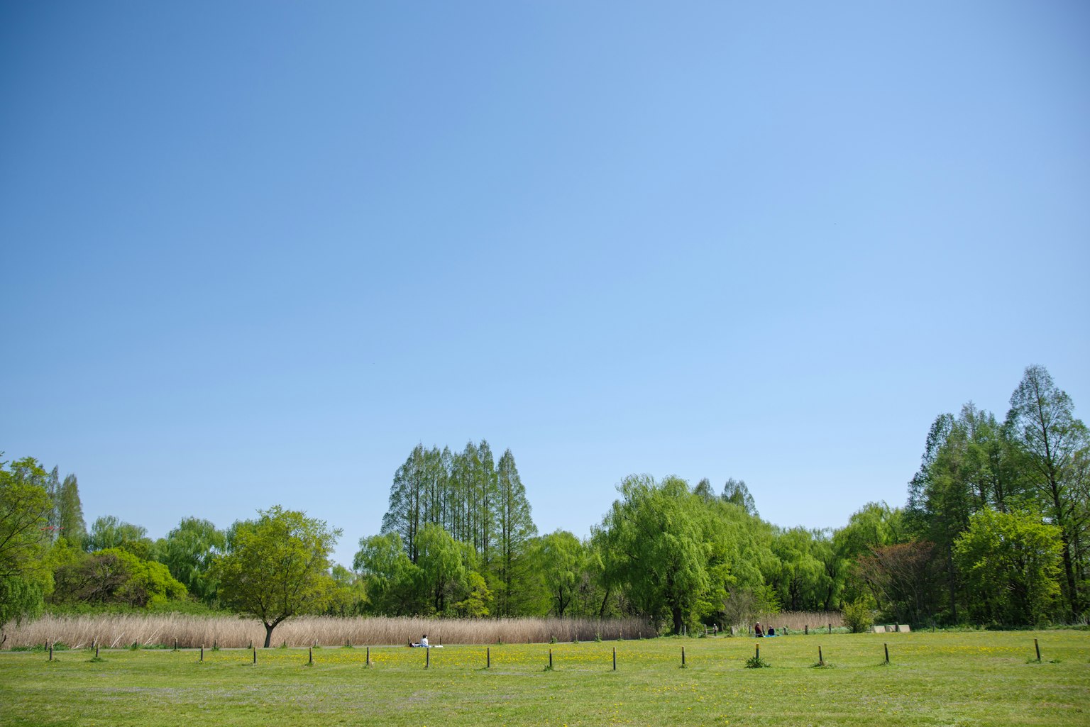 Paesaggio con cielo blu chiaro e alberi verdi