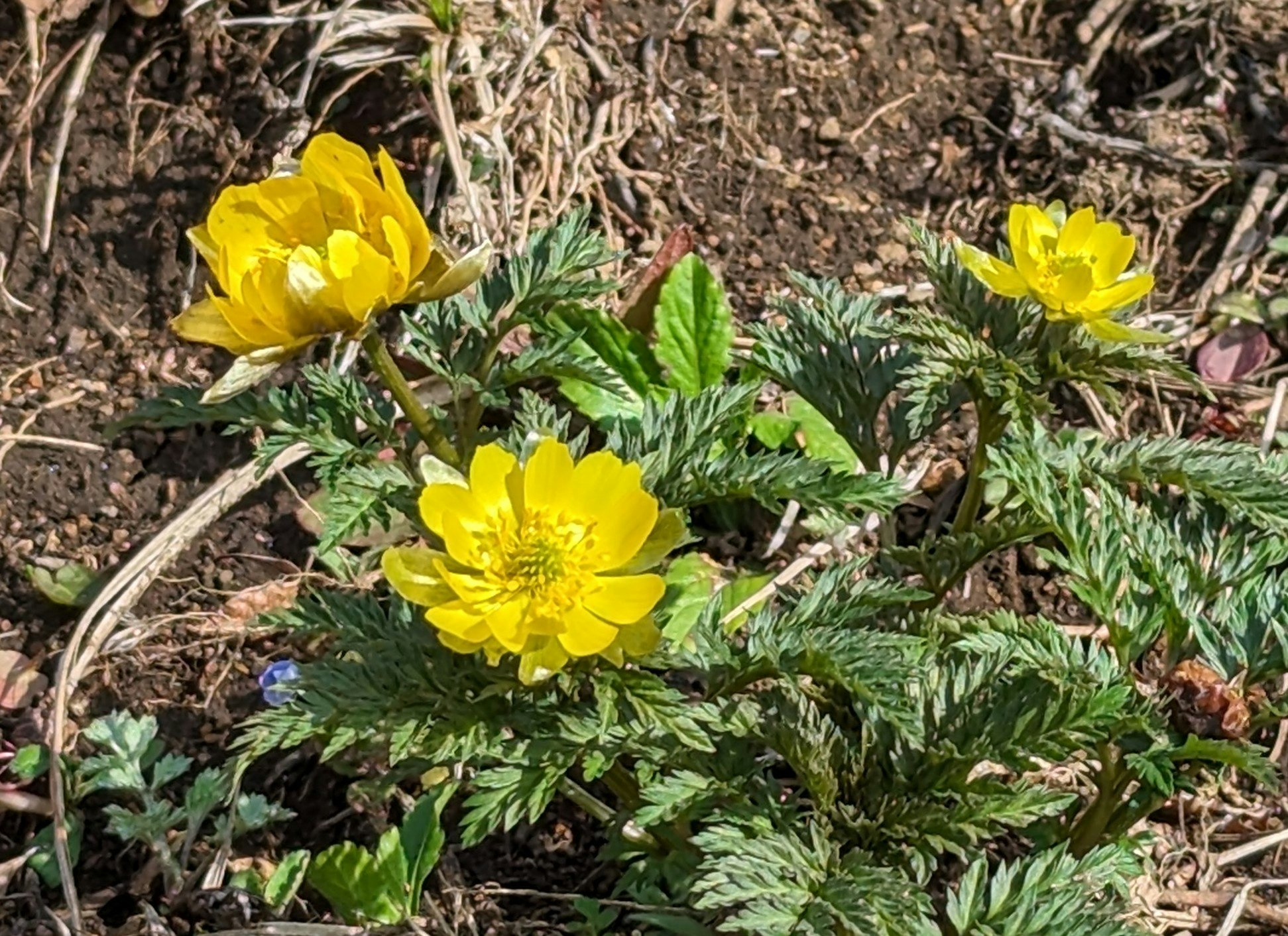 黄色い花が咲く土の花壇