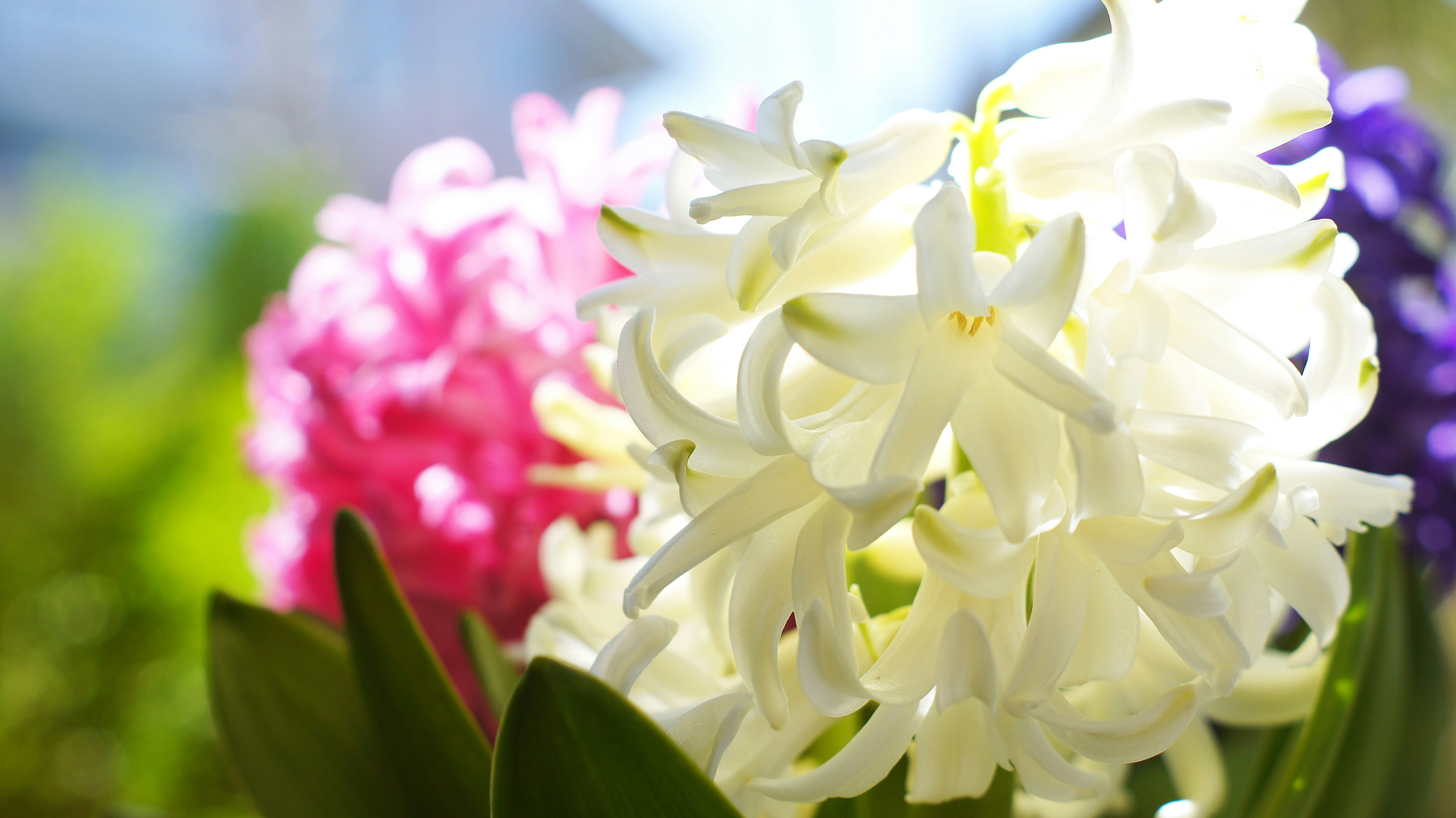 白色風信子花朵特寫