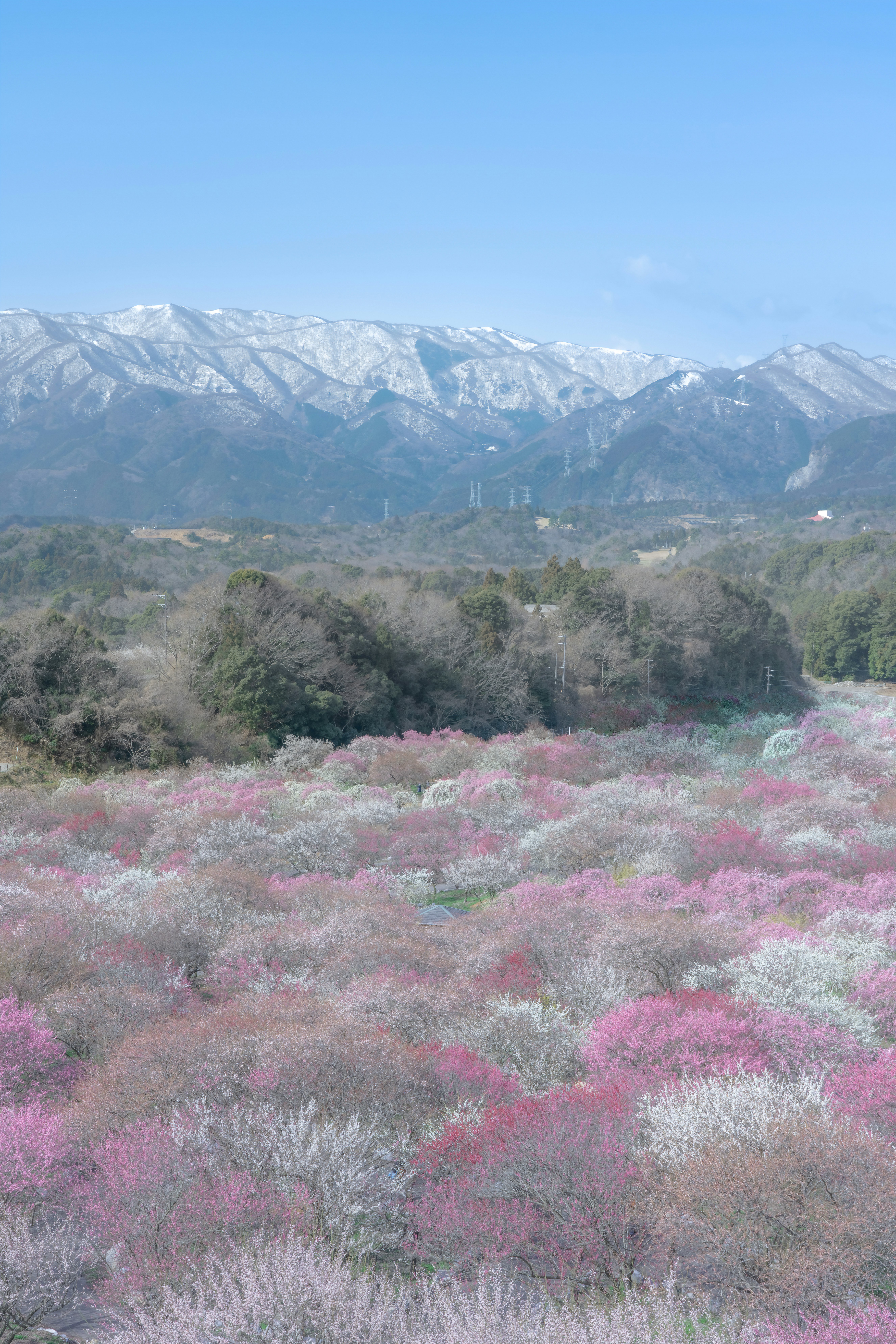 桃の花が広がる春の山並みの景色