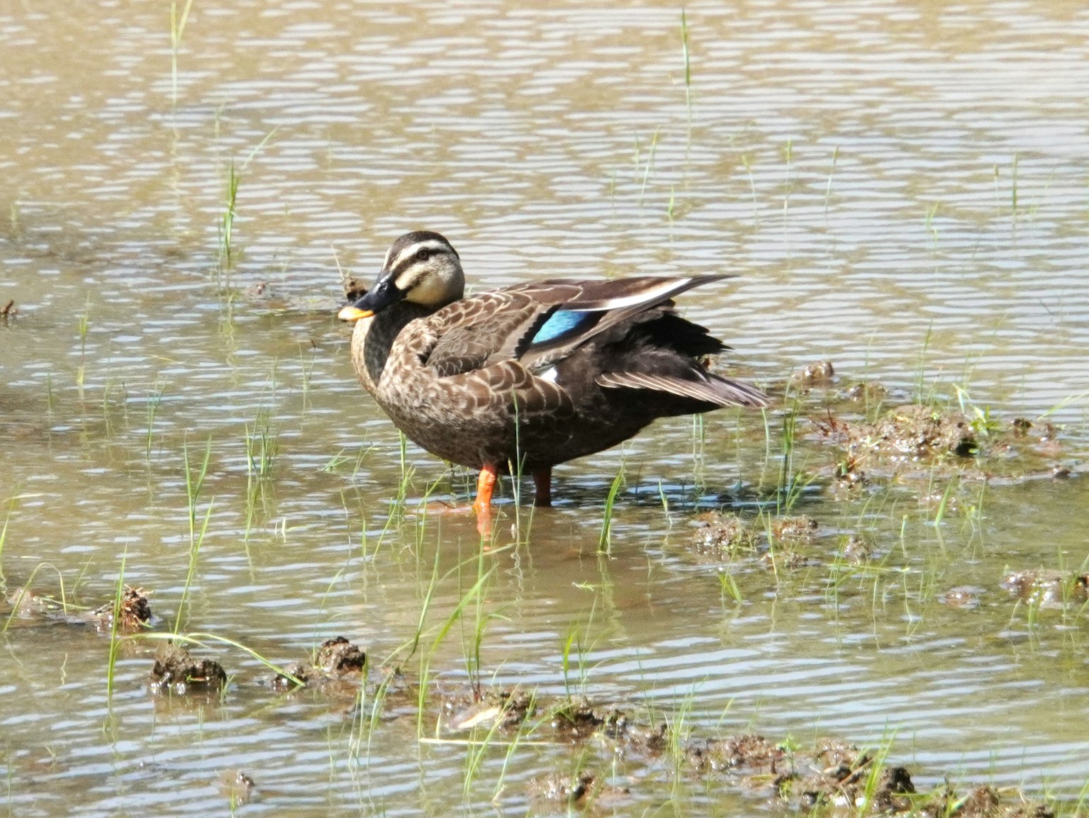 Eine Ente steht in einem Reisfeld mit markanten grünen Flügeln