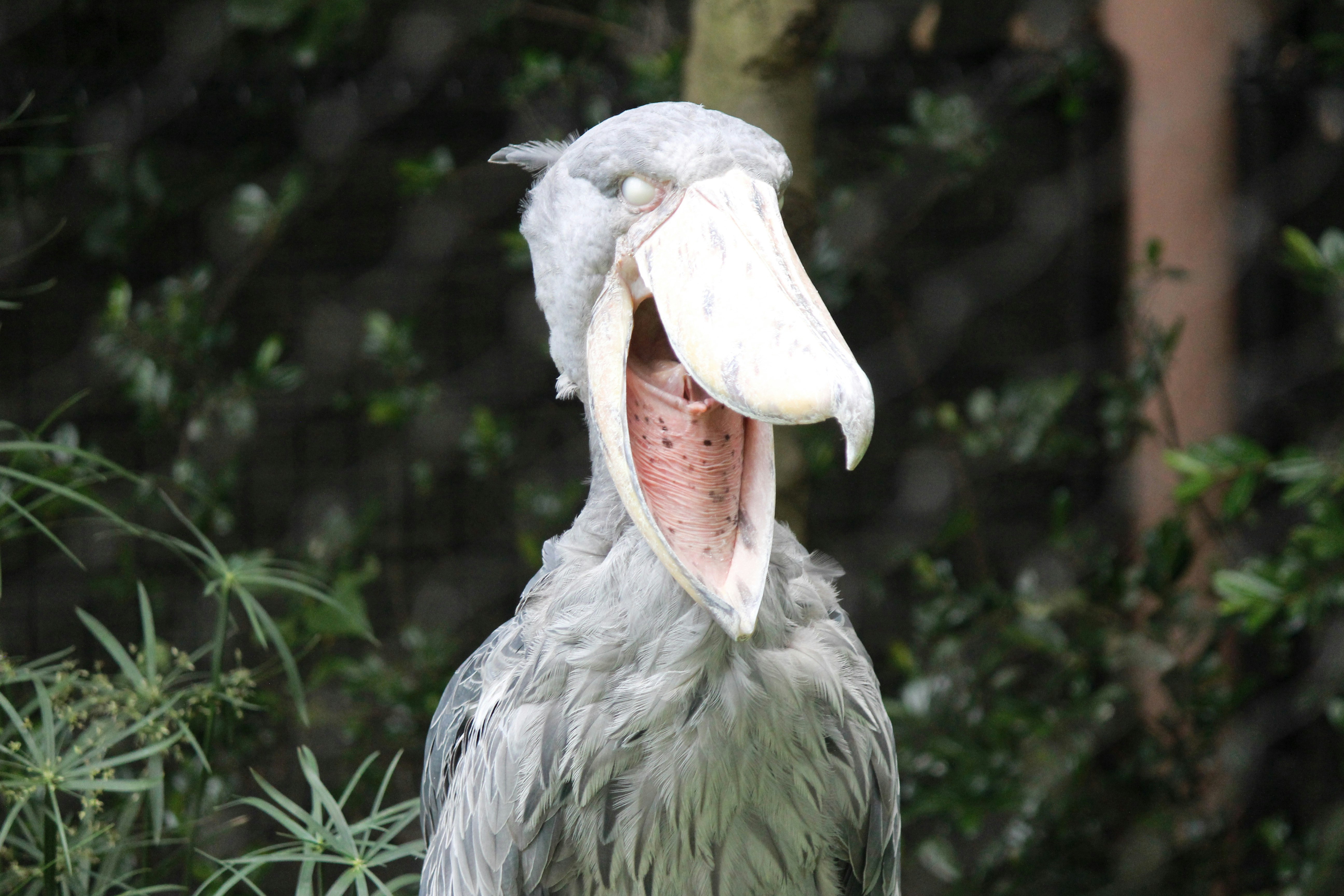 portrait of a person wearing a white hooded bird-like costume