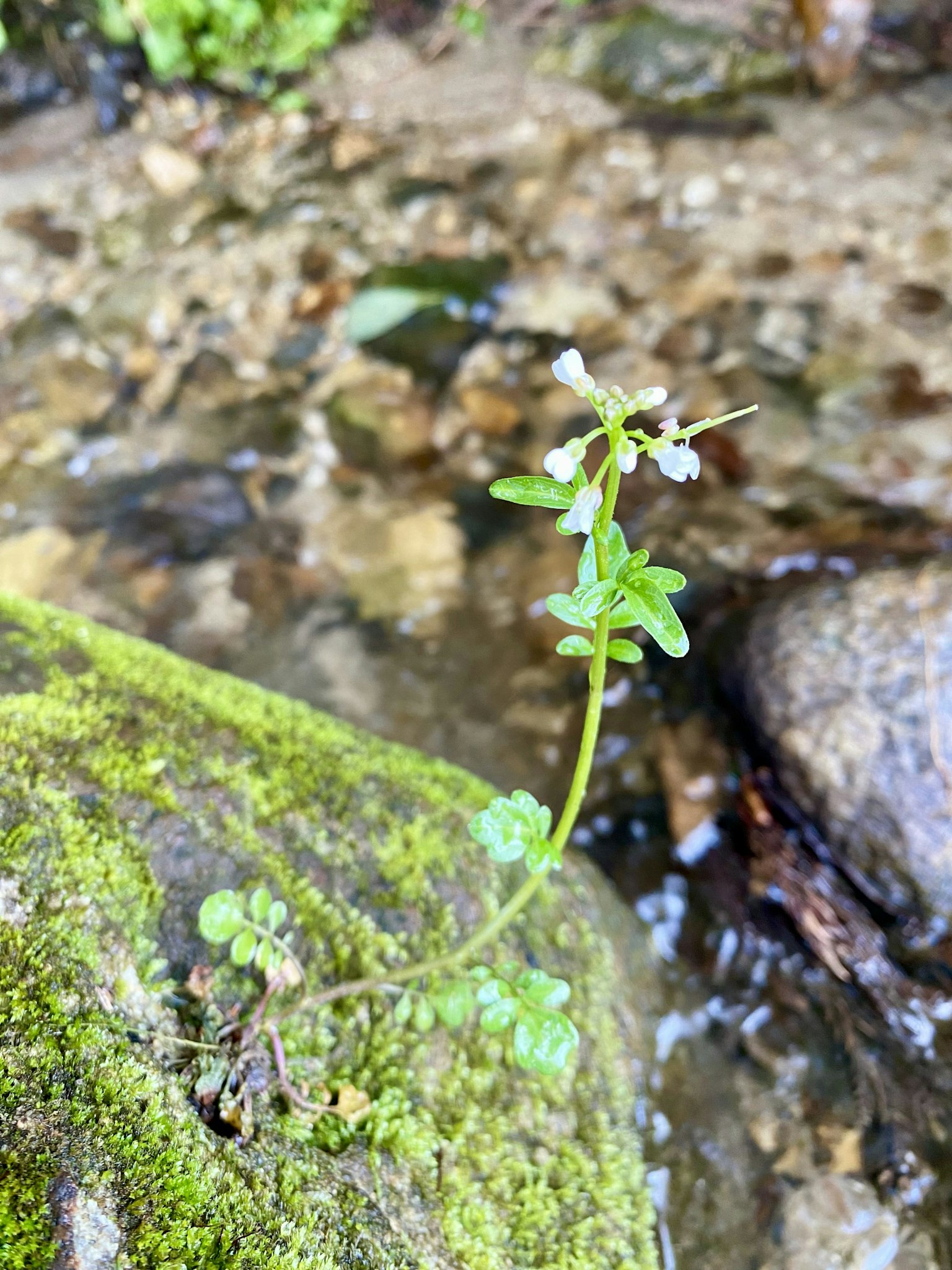 水邊石頭上生長的小白花和綠色葉子植物