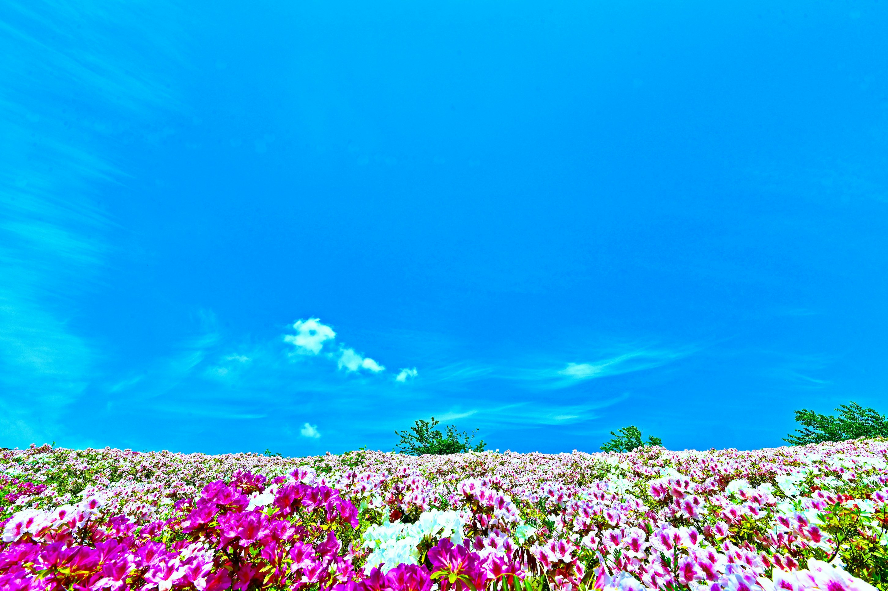 青空の下で咲き誇る色とりどりの花畑