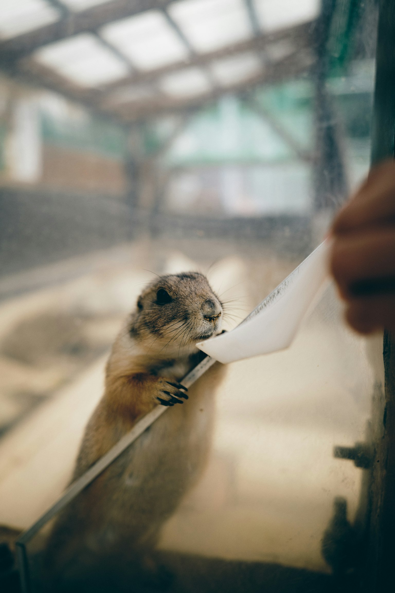 Otter, der durch Glas in einem Aquarium Futter erhält