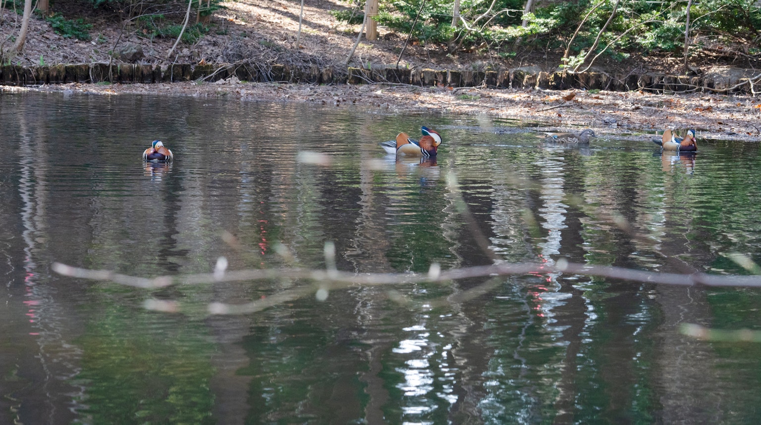 Oiseaux aquatiques flottant sur un étang serein entouré de forêt