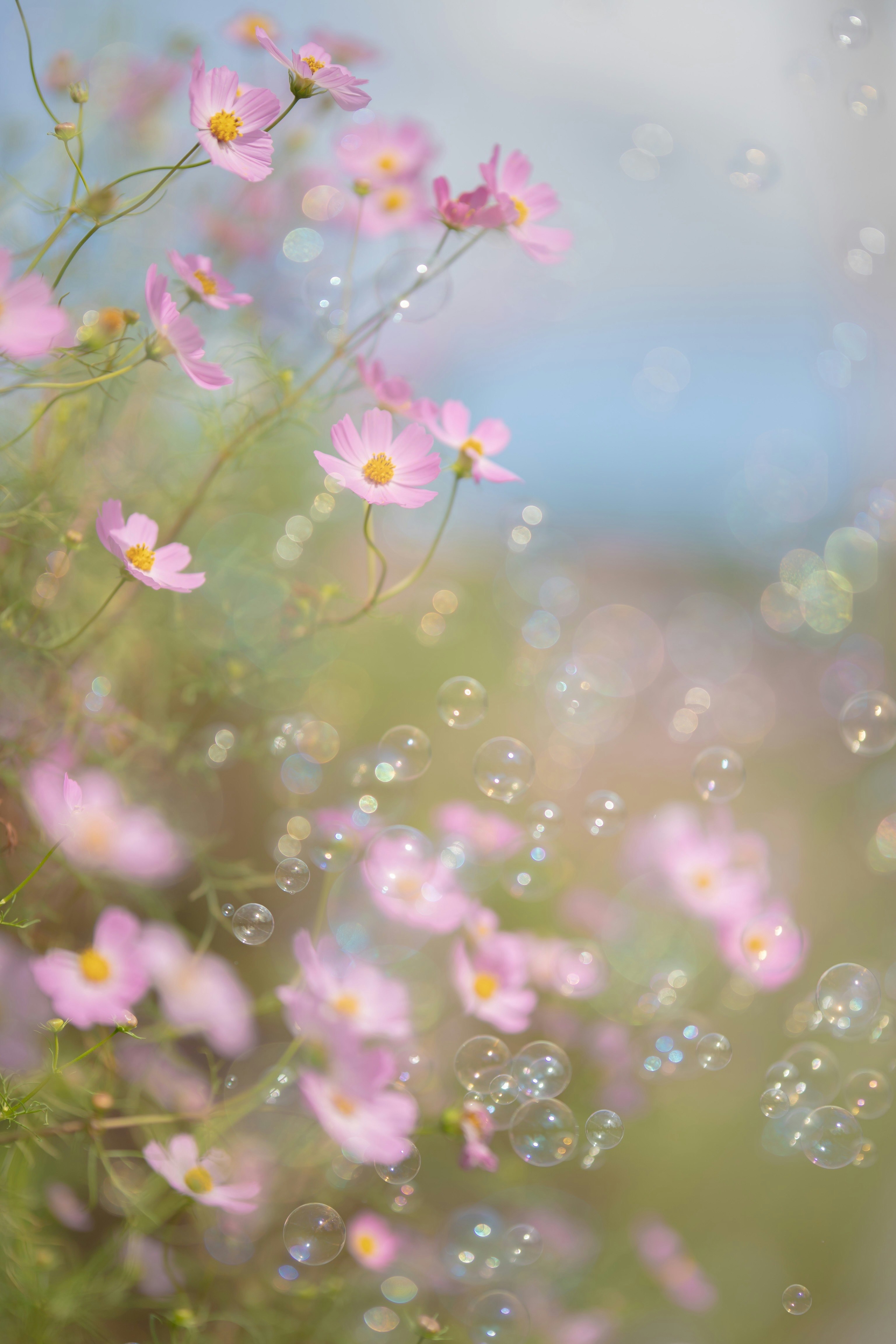 秋桜の花とシャボン玉がきらめく草原のような背景