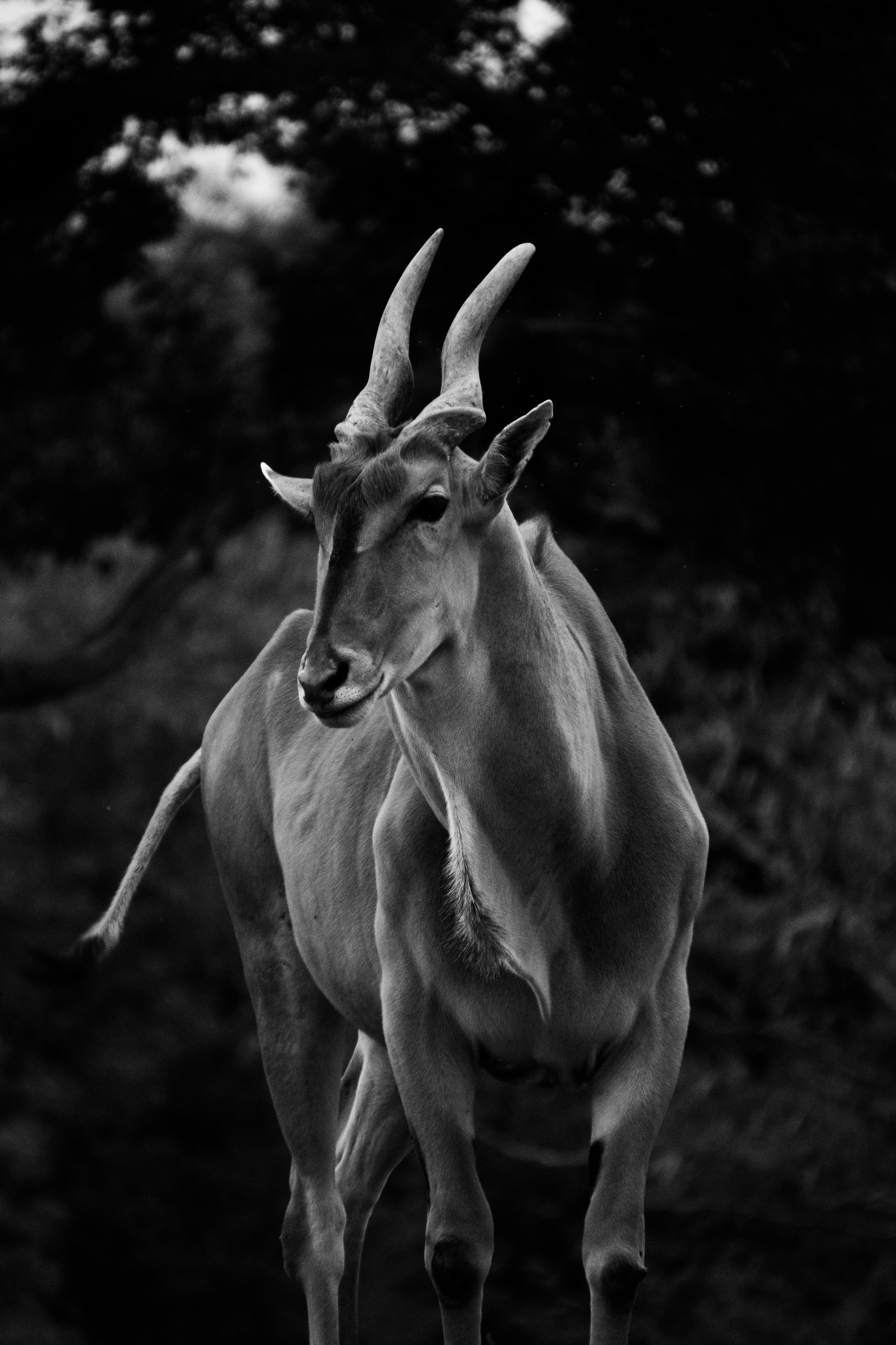 草地を歩くカンガルーの群れ