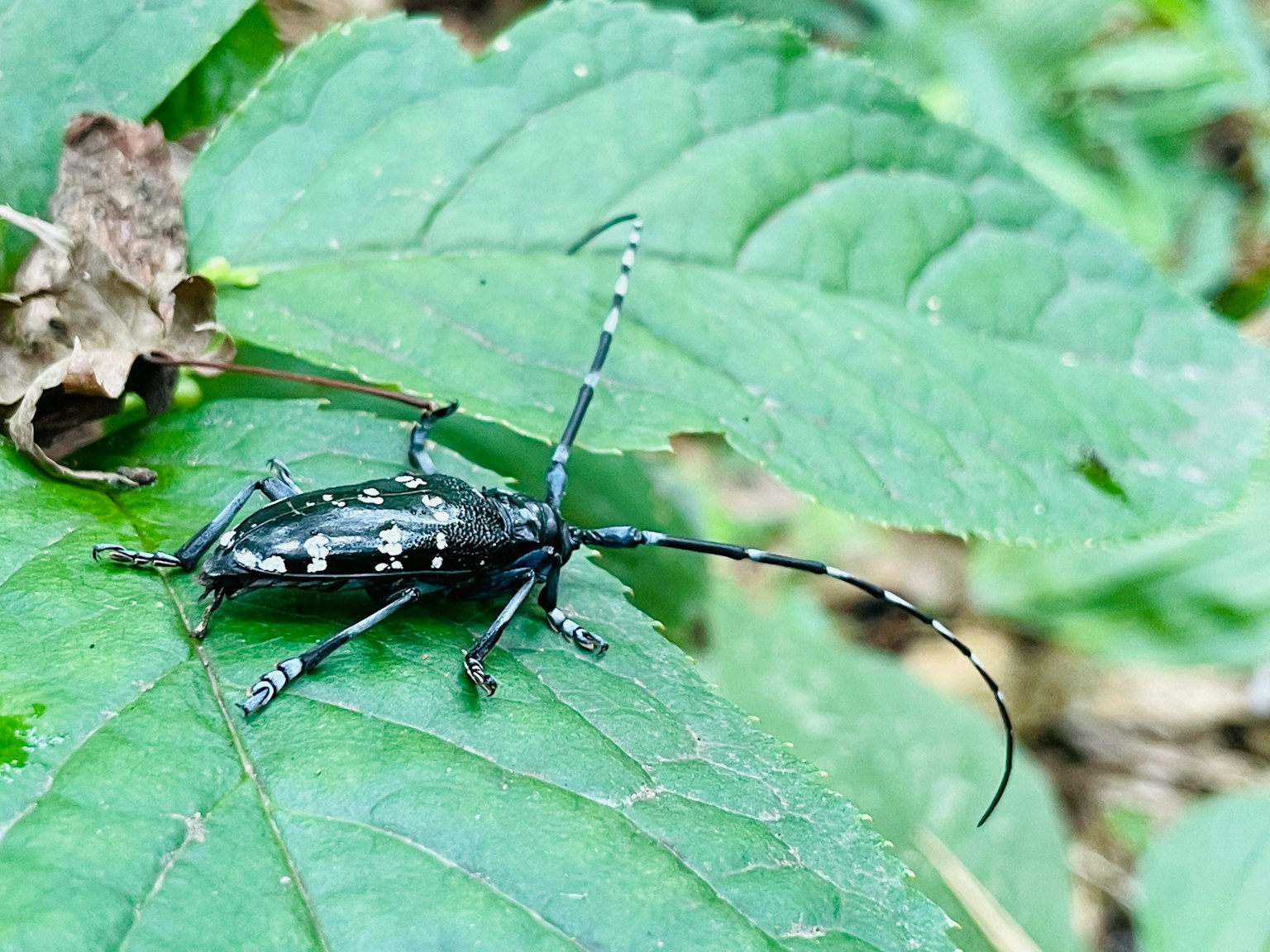 Seekor serangga dengan pola hitam dan putih di atas daun hijau