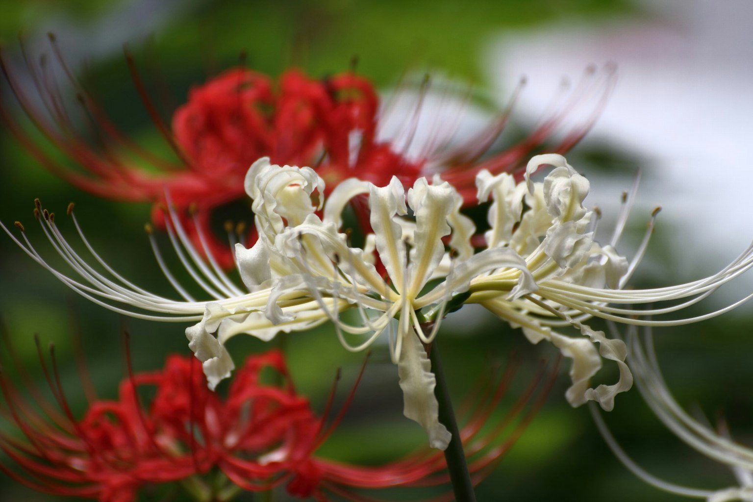 Fiore bianco con petali lunghi davanti a fiori rossi