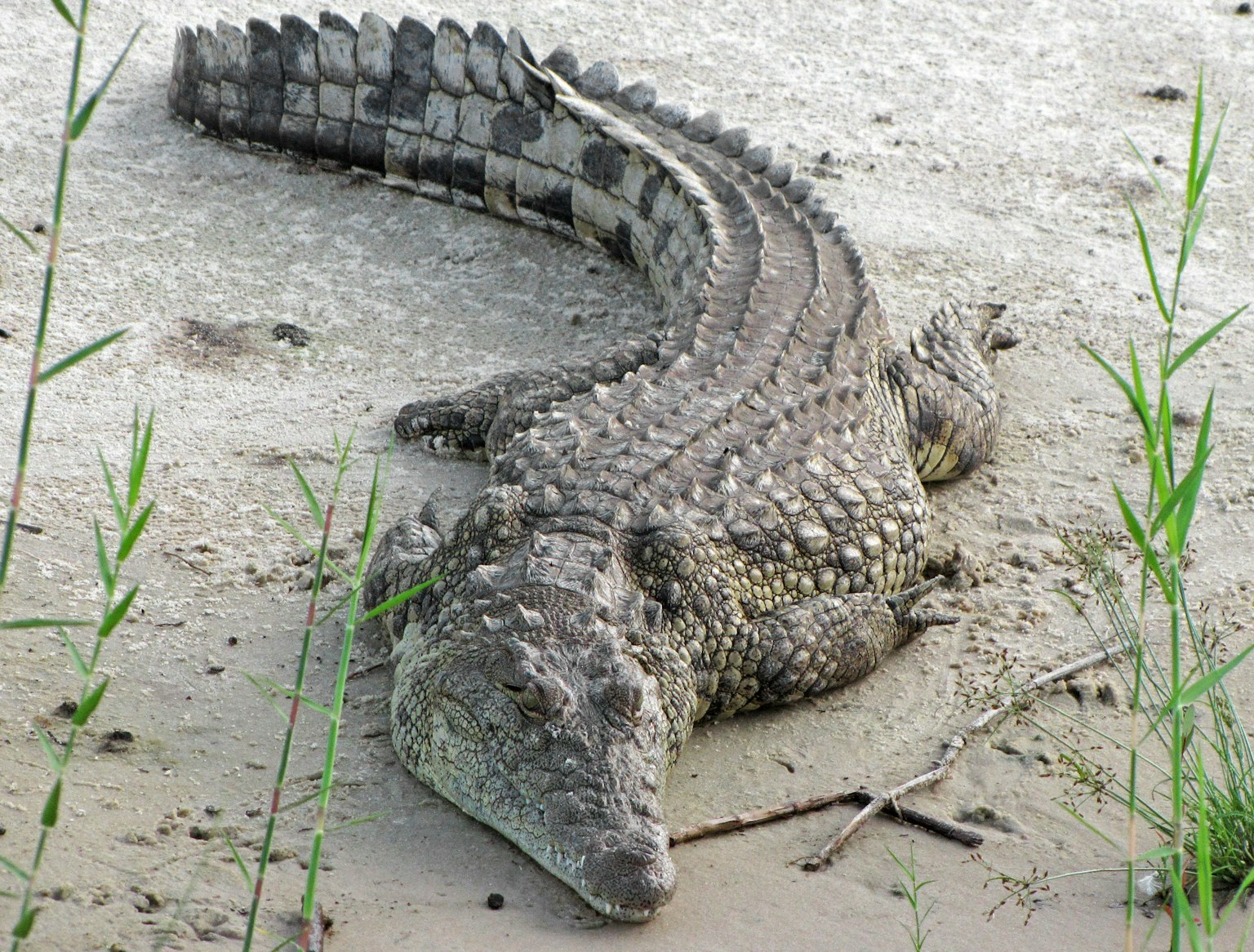 Krokodil beristirahat di tanah berlumpur dikelilingi rumput hijau