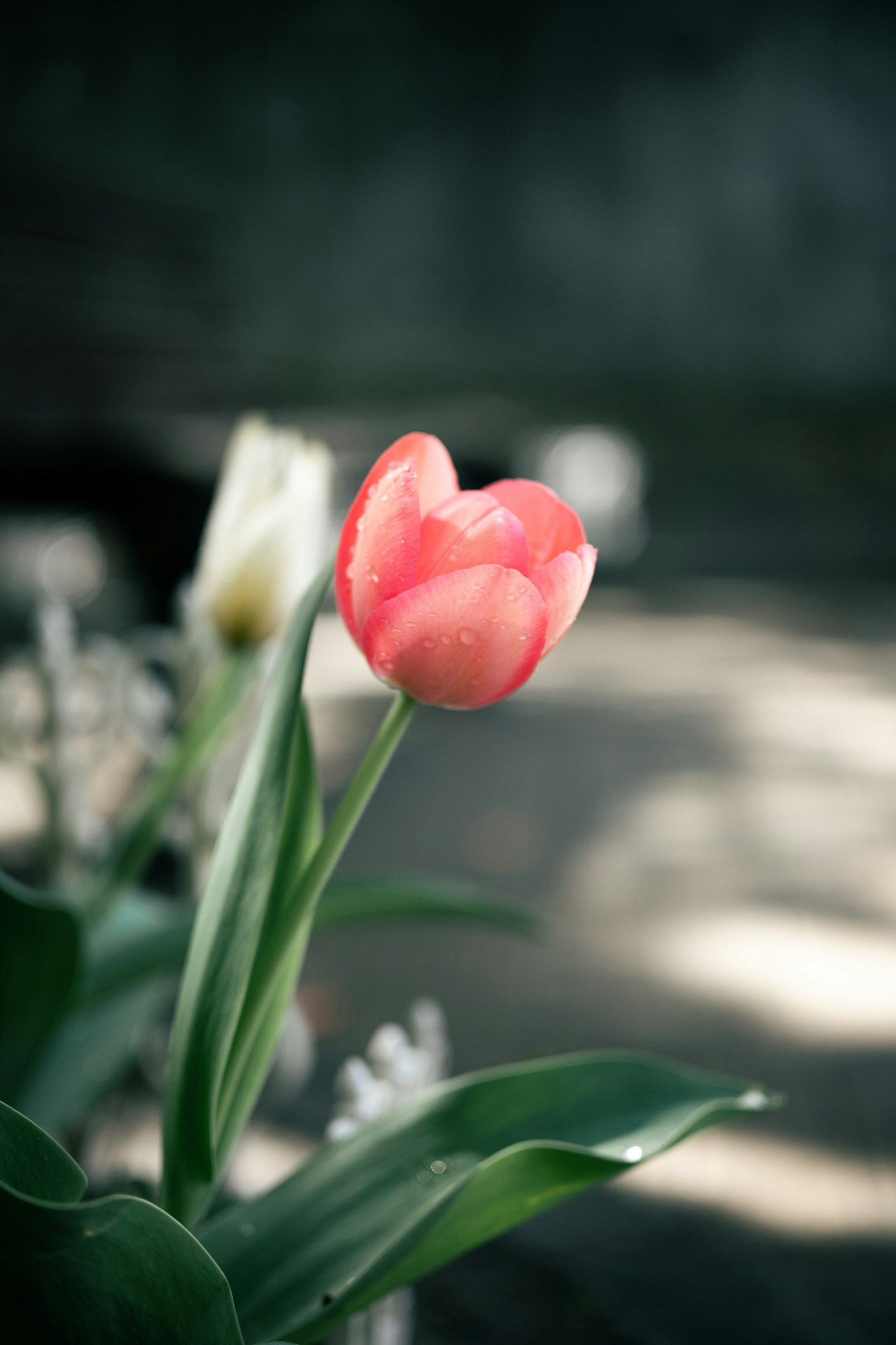 Vibrant red tulip with a white tulip in a garden setting