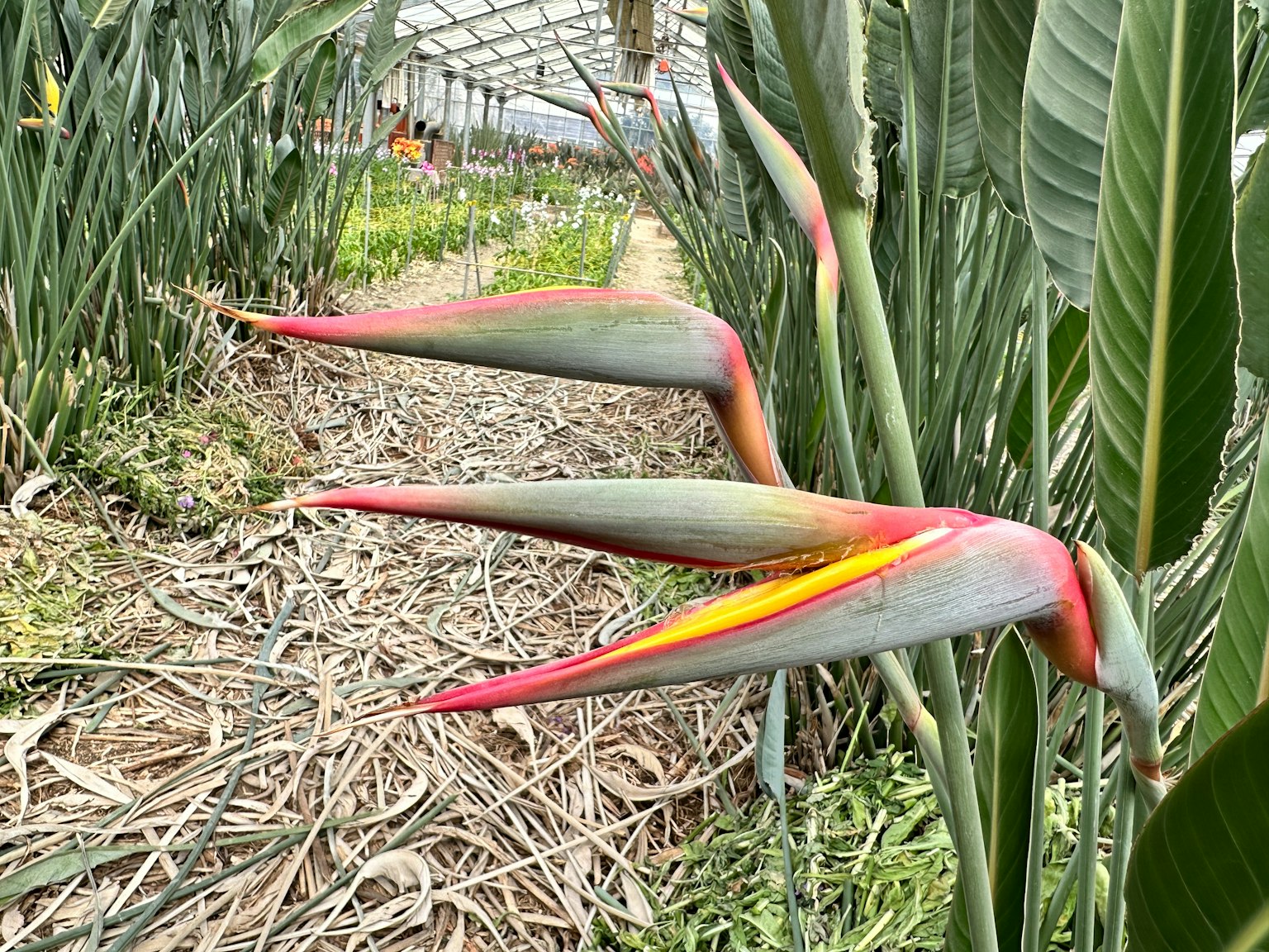 Bunga heliconia yang cerah muncul di antara daun hijau
