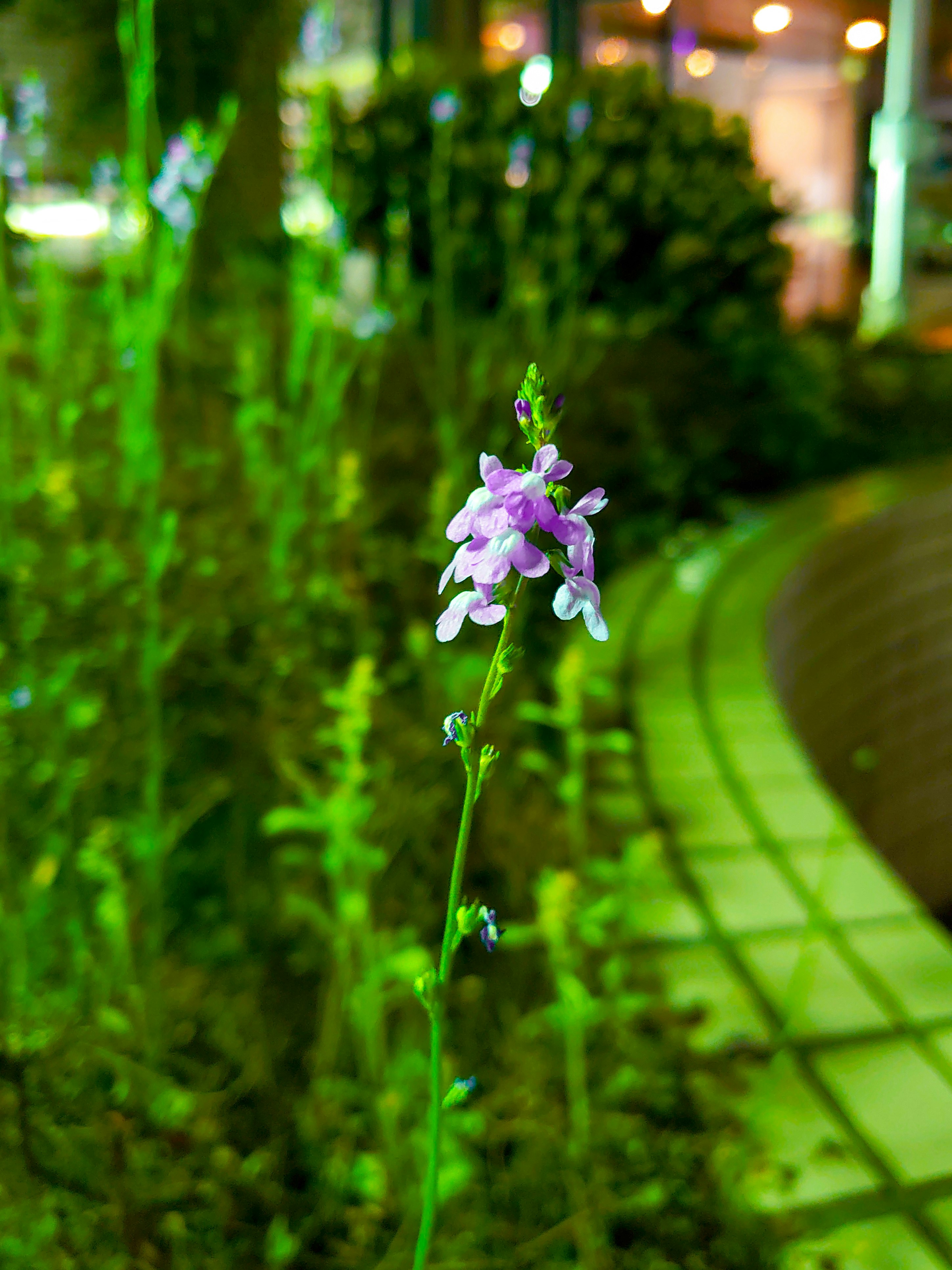 Close-up of a purple flower blooming in a nighttime park