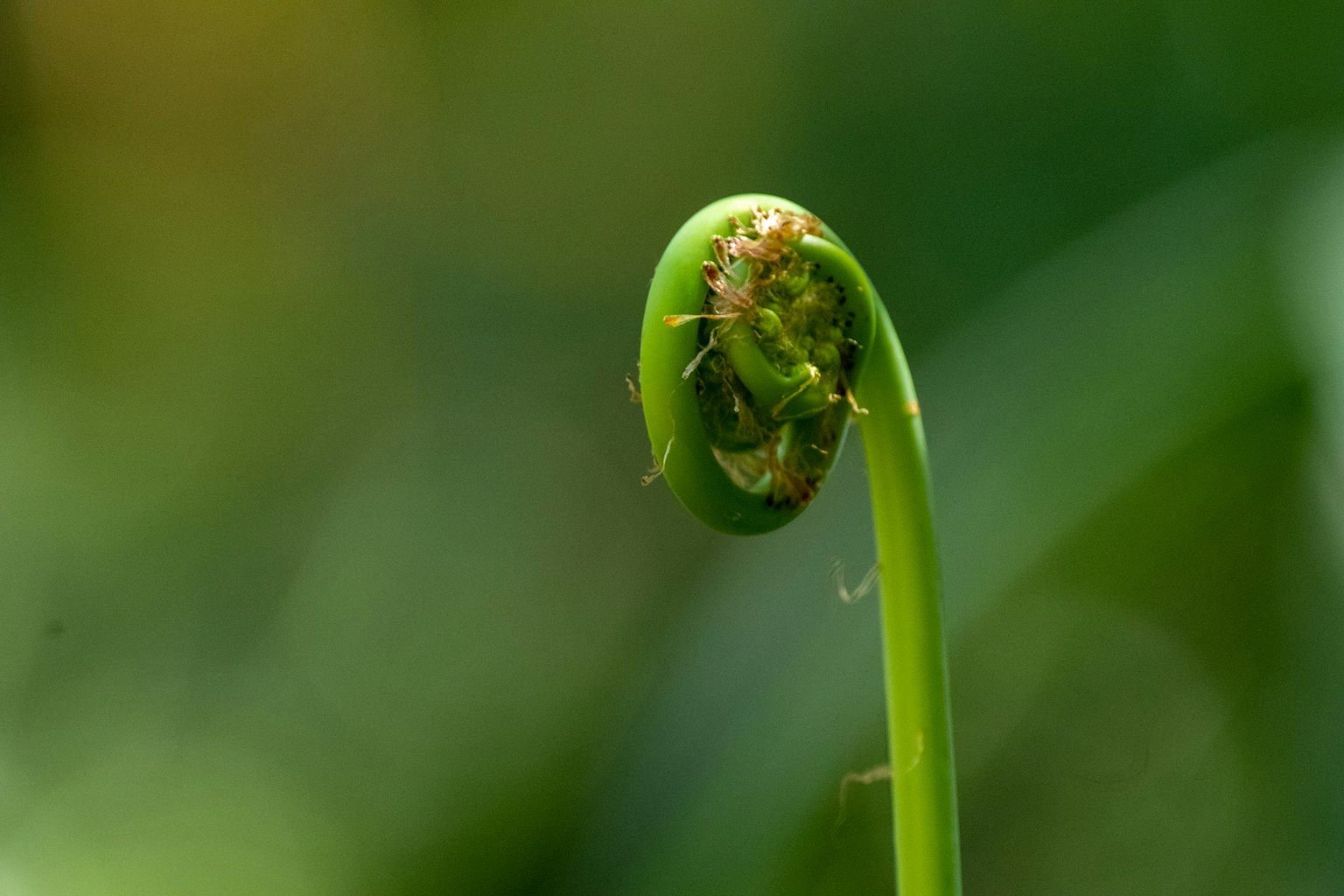 Acercamiento de un brote de planta verde enroscado