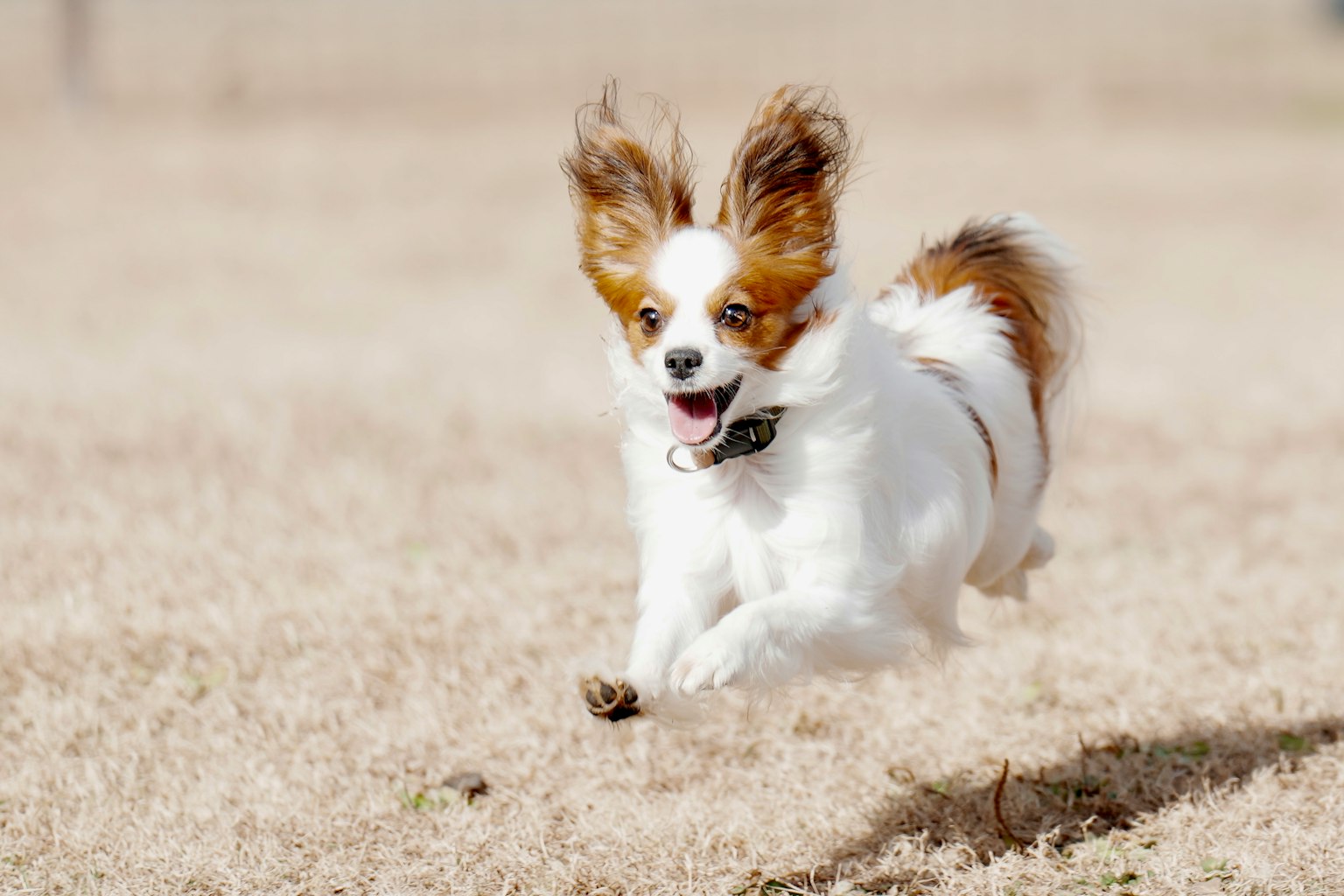 A running dog image with white and brown fur large ears and a joyful expression