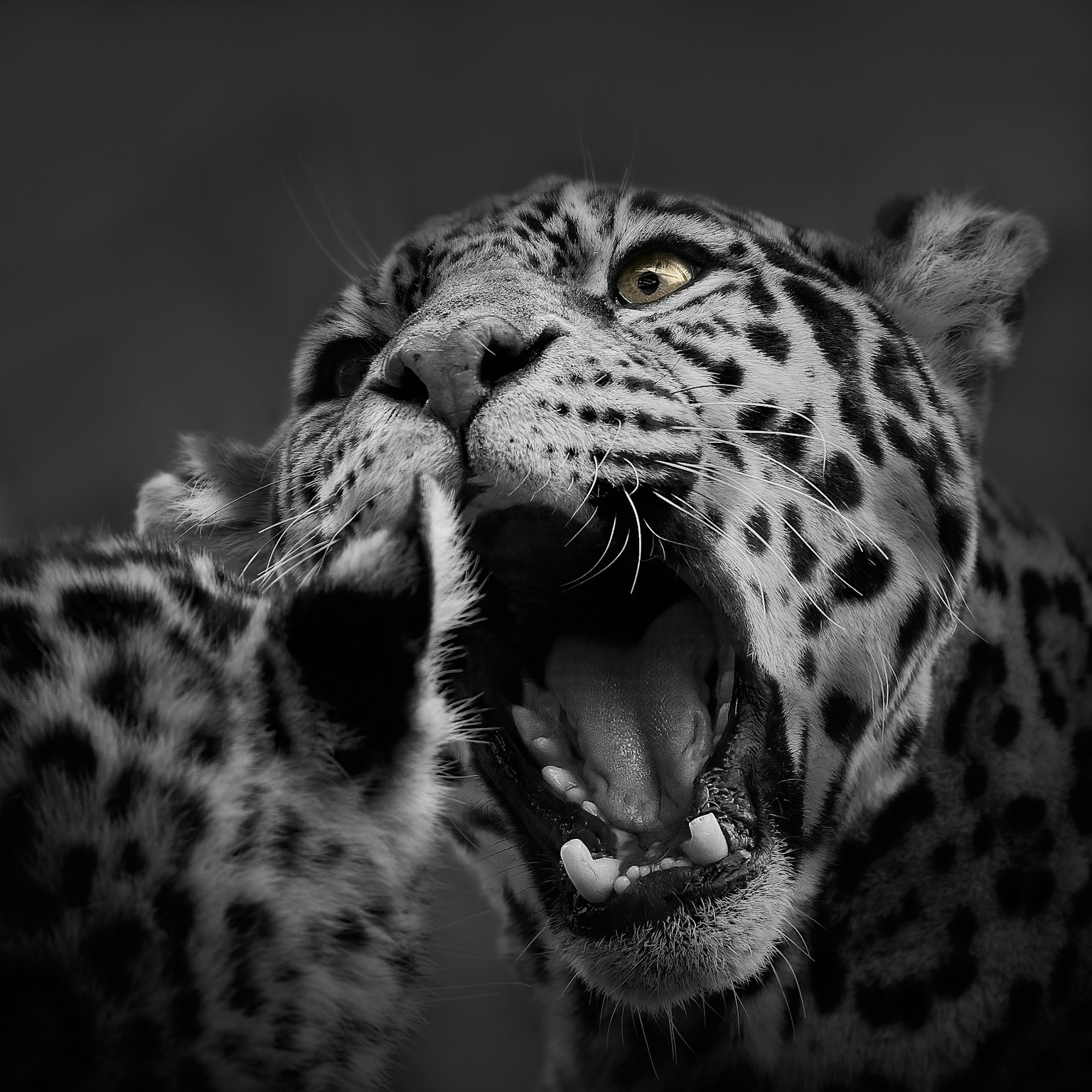 Nahaufnahme des brüllenden Leoparden mit schwarzem und weißem Hintergrund