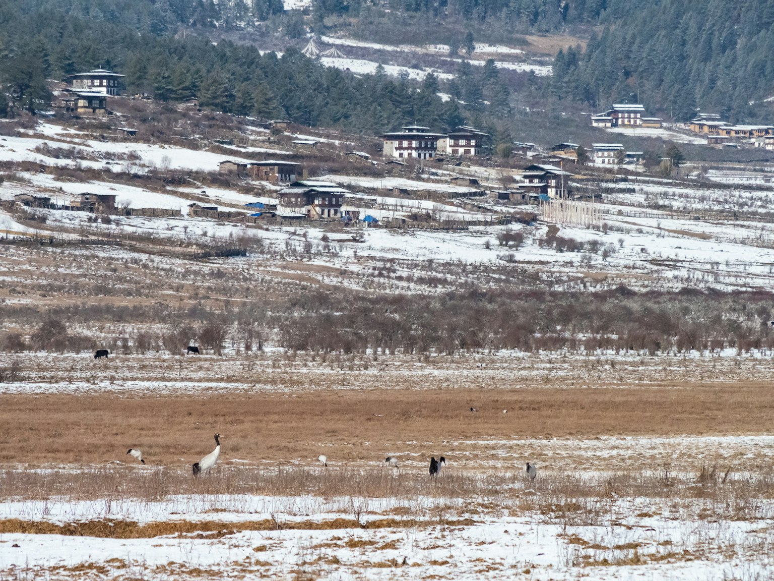 Verschneite ländliche Landschaft mit verstreuten Häusern und weidenden Tieren