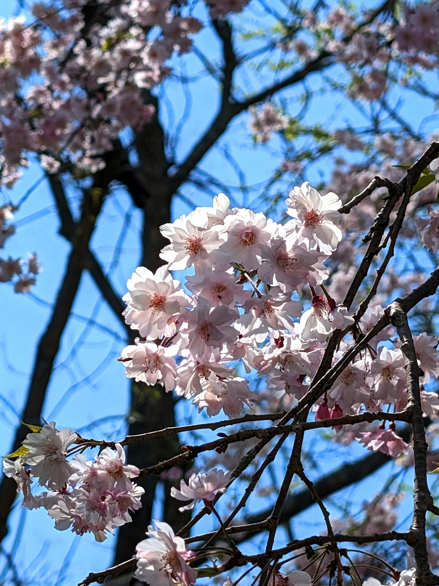 푸른 하늘을 배경으로 핀 벚꽃 가지