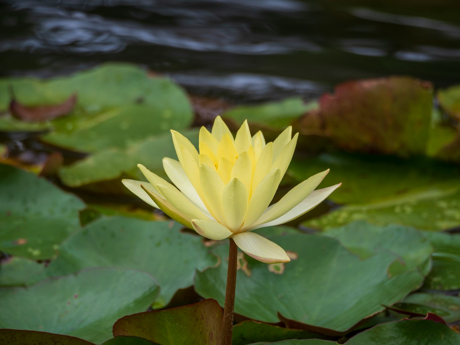 Gelbe Seerose, die auf Wasser mit grünen Blättern schwimmt