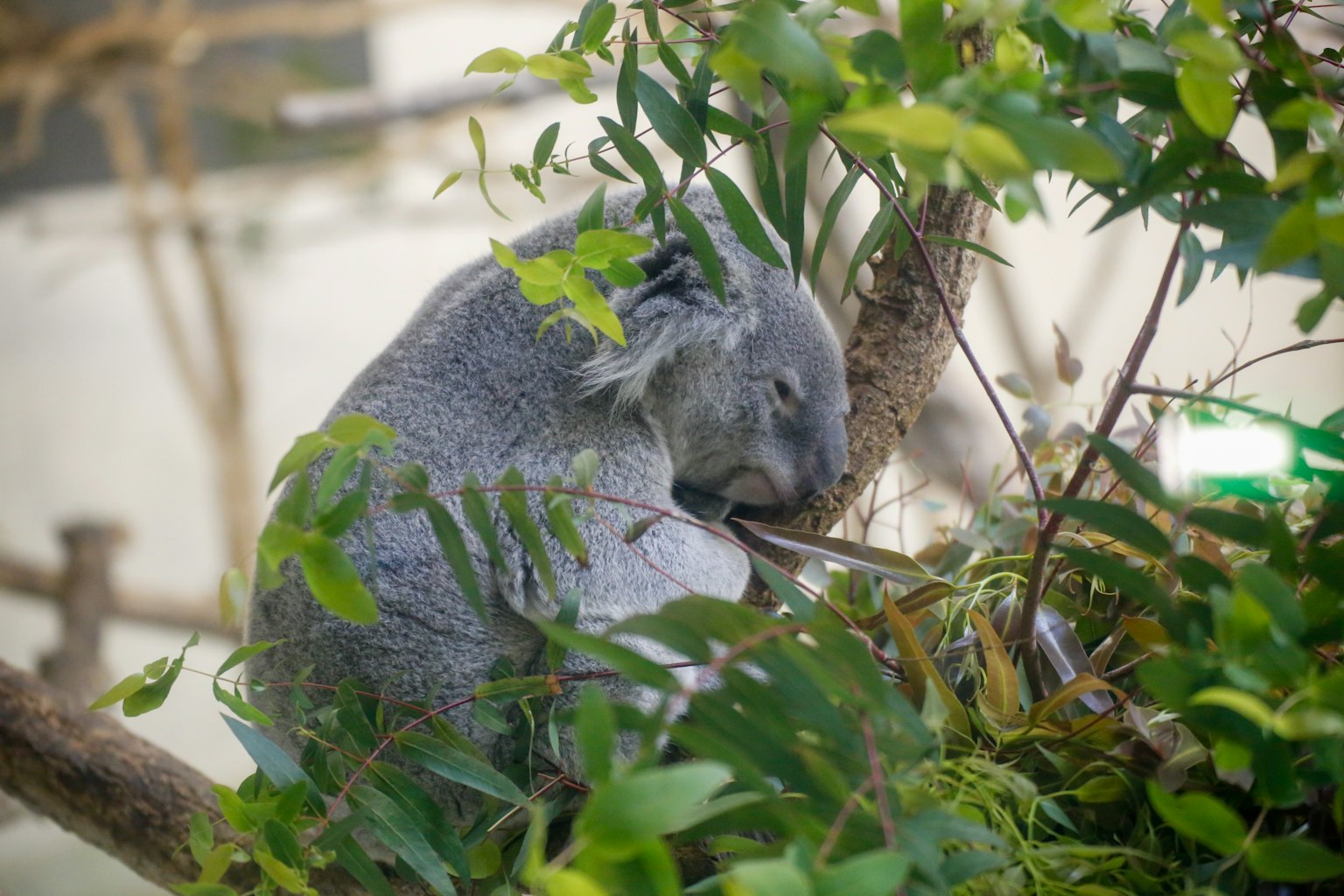 A sleeping koala resting on a tree branch surrounded by green leaves