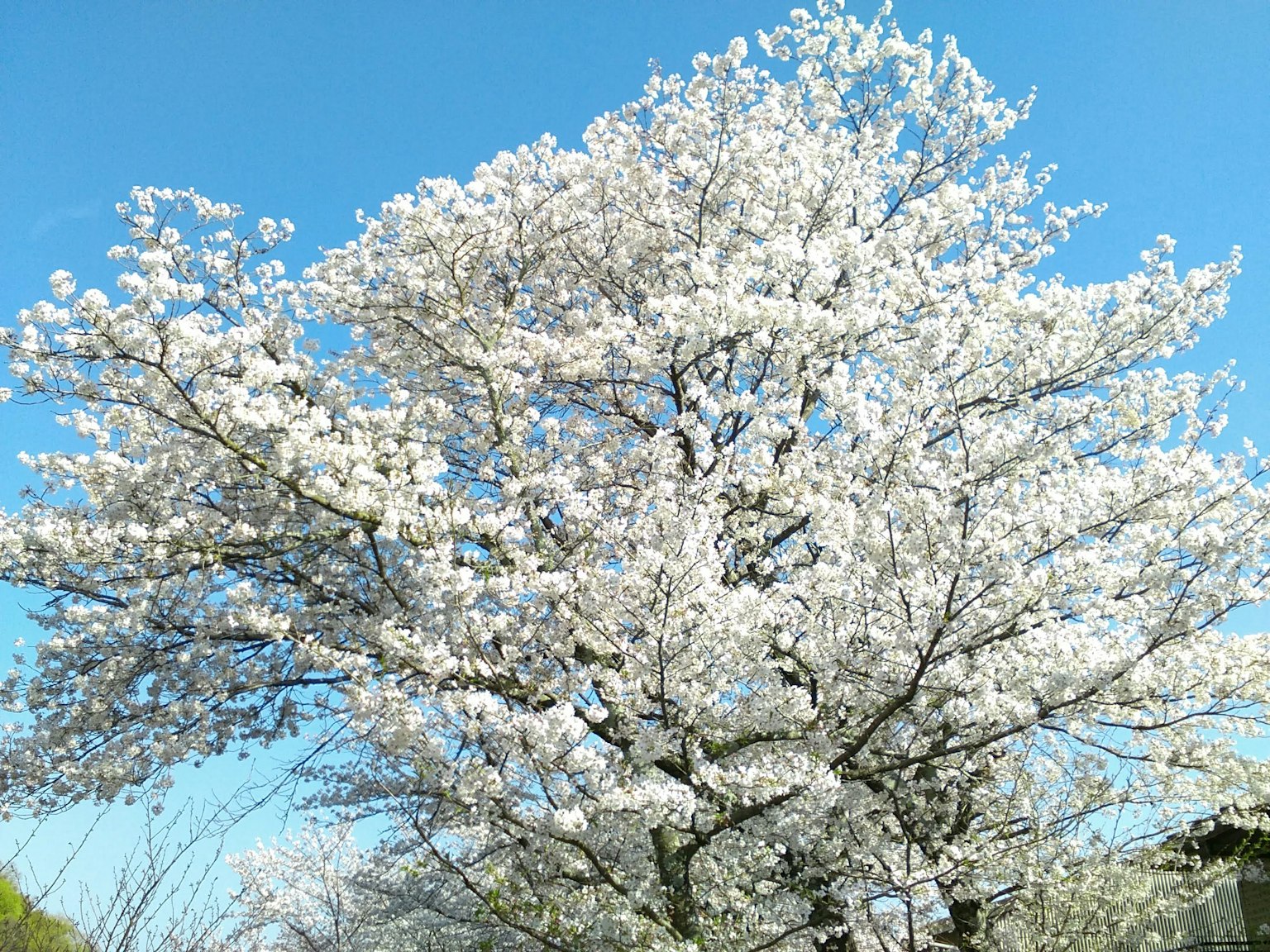 Pohon sakura yang mekar di bawah langit biru yang cerah