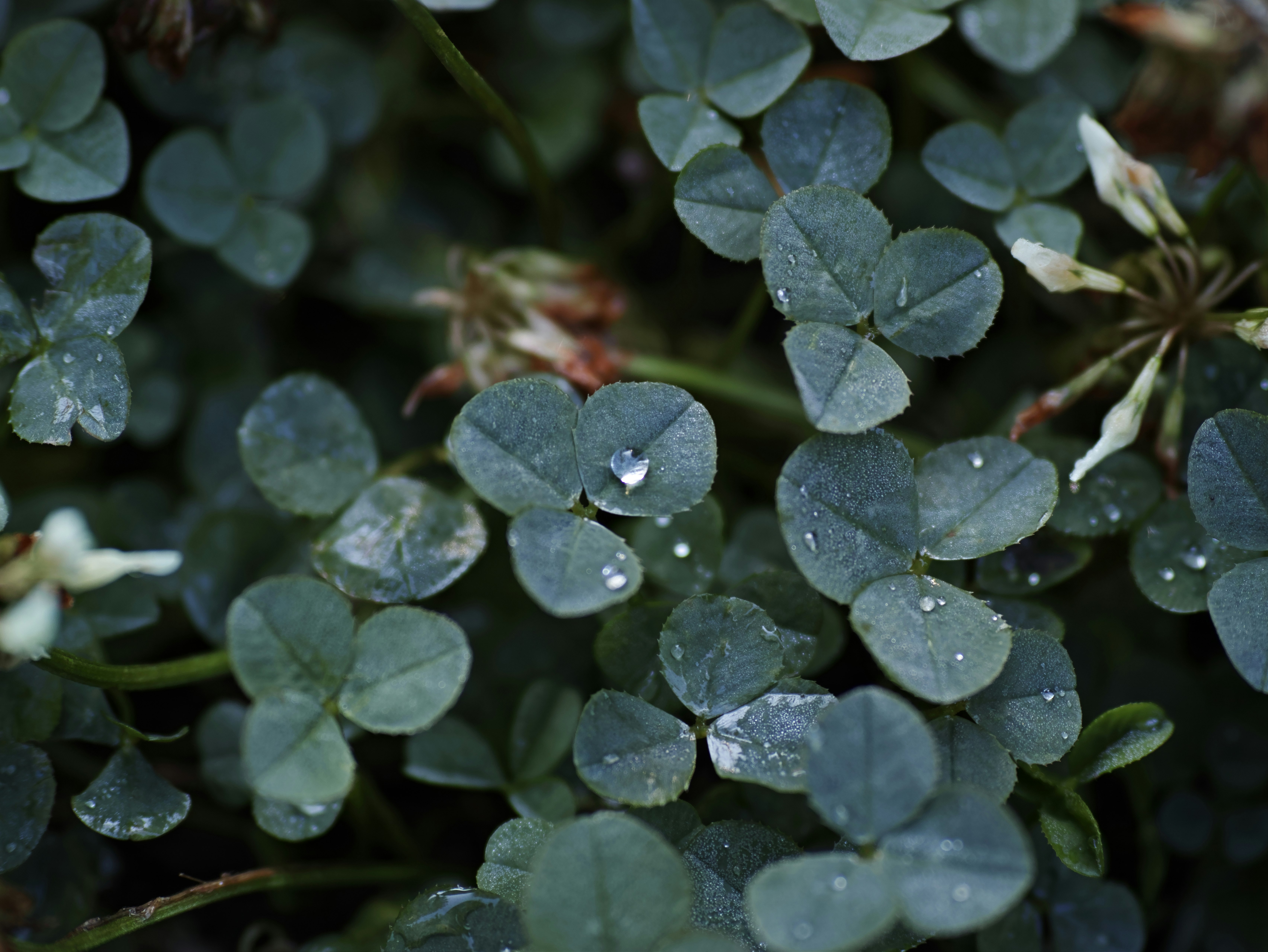 Clover leaves with raindrops close-up