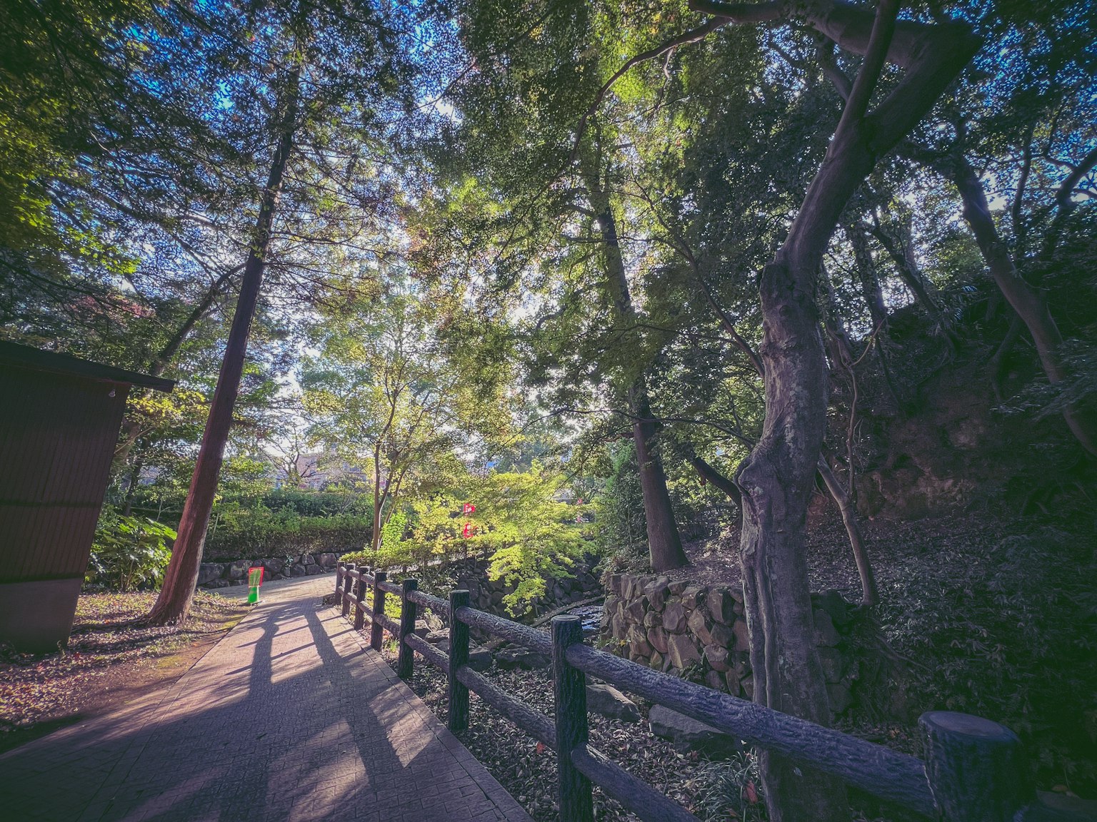 宁静森林小径旁的郁郁葱葱的景色和树木
