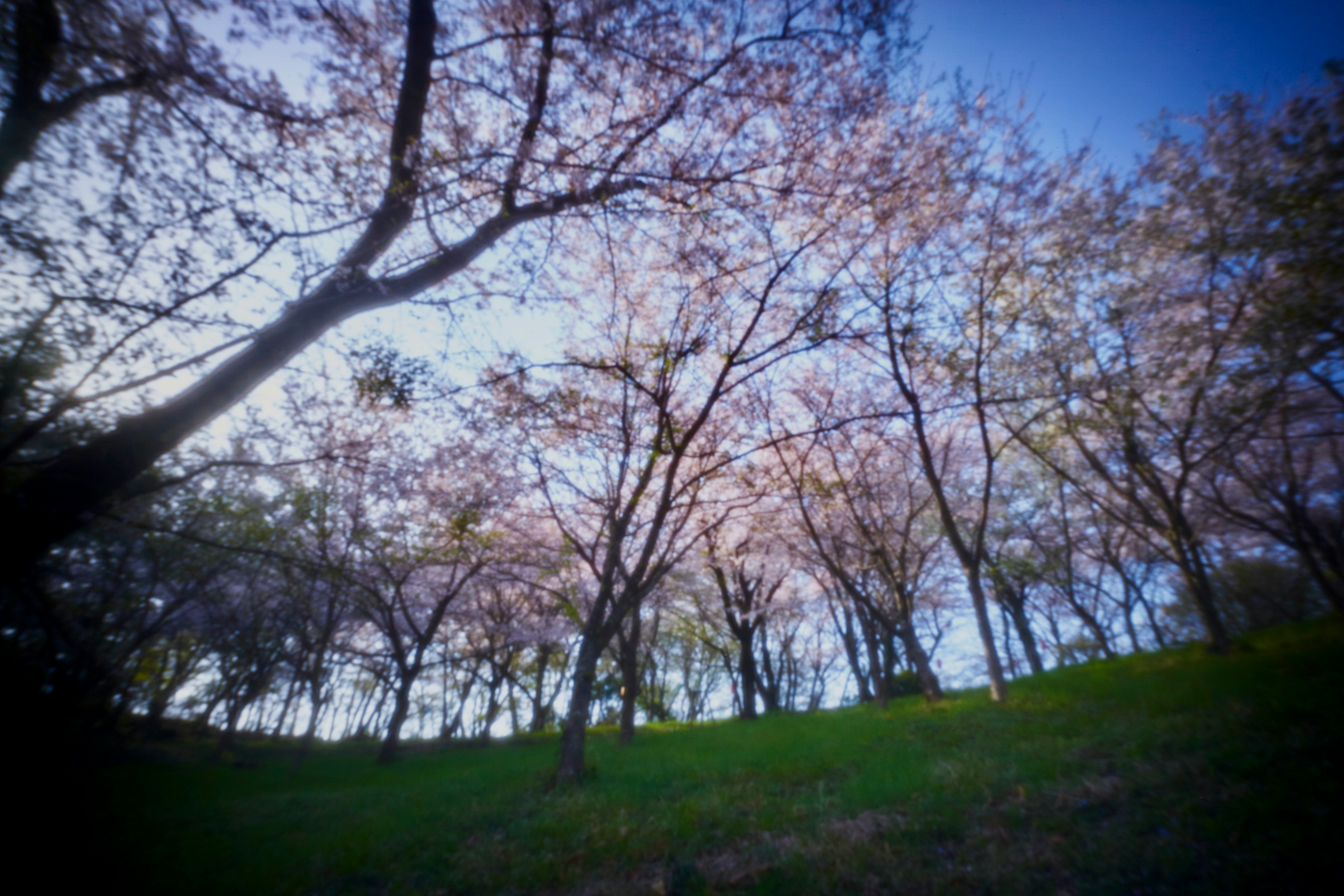 春季山坡上的樱花与晴朗蓝天