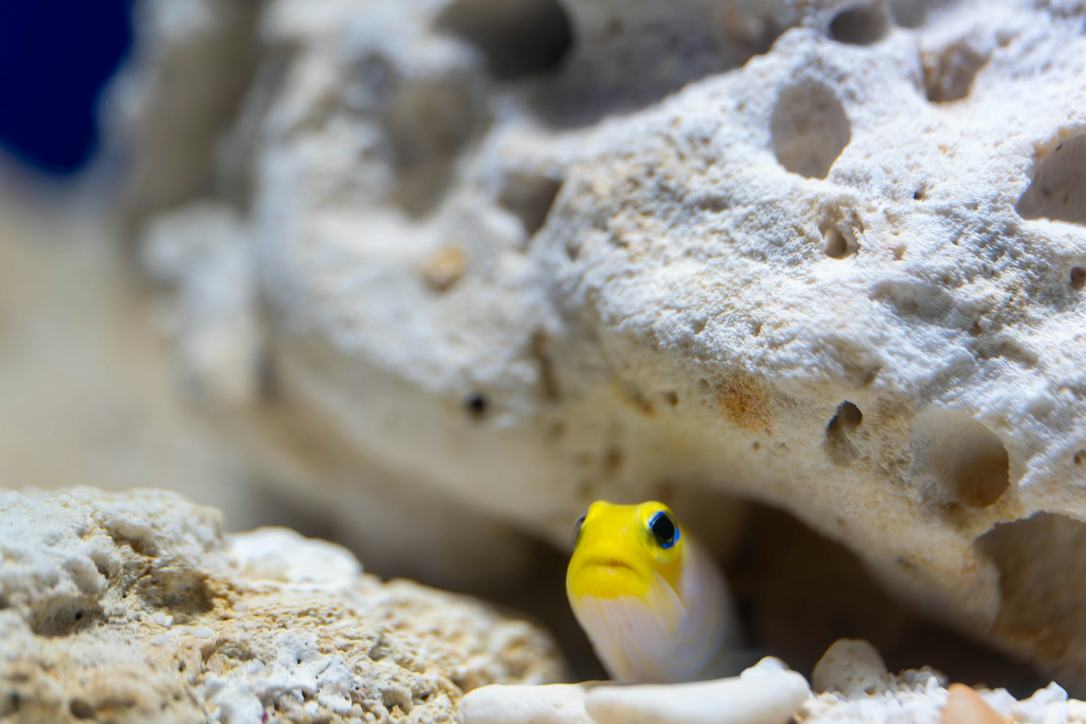 一條小魚，頭部為黃色，正從岩石縫隙中探出頭來