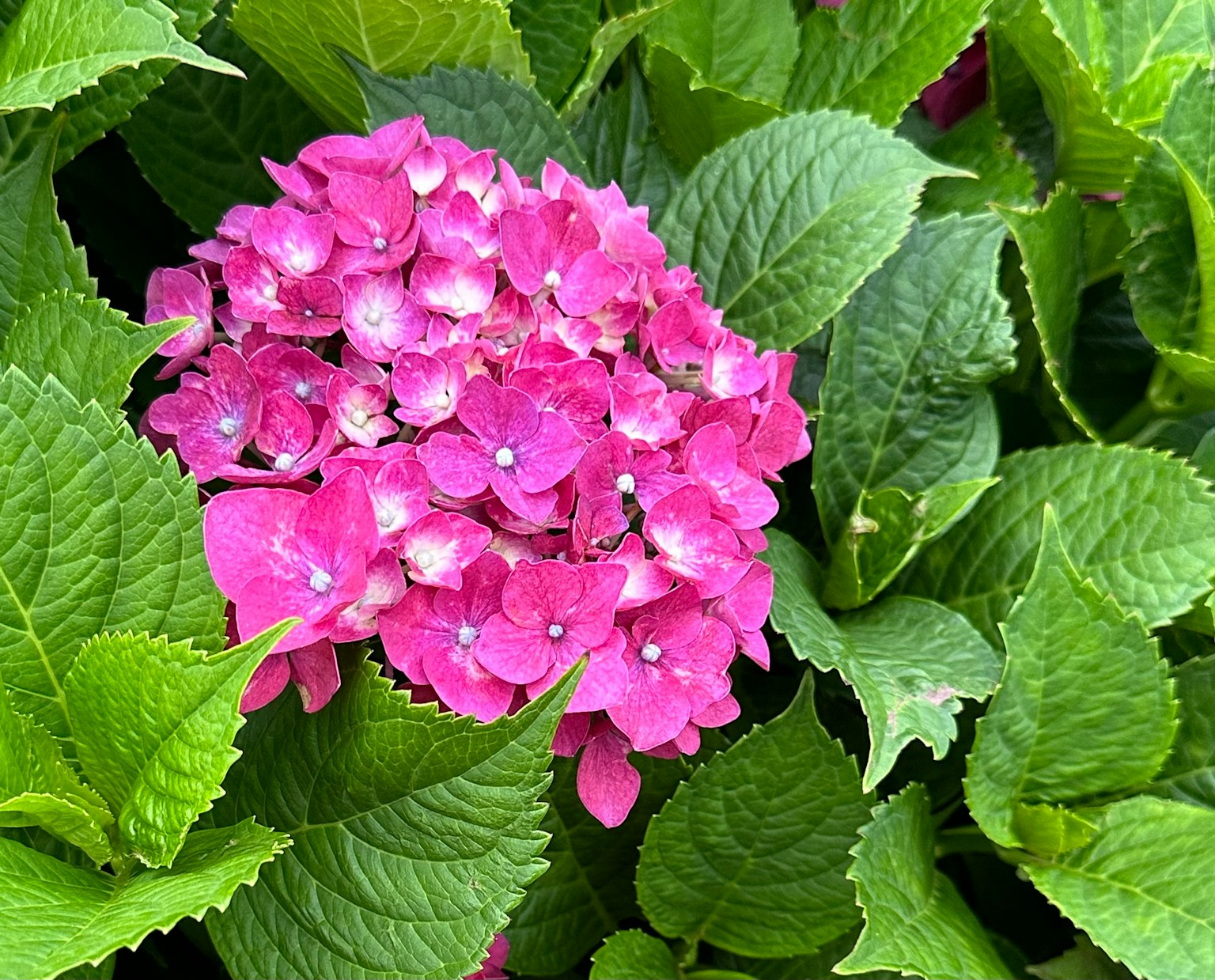 Flor de hortensia rosa vibrante rodeada de hojas verdes