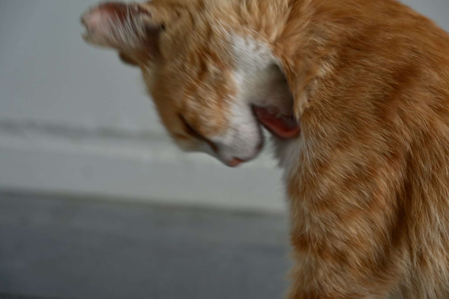 橙色猫咪专注地在清理自己
