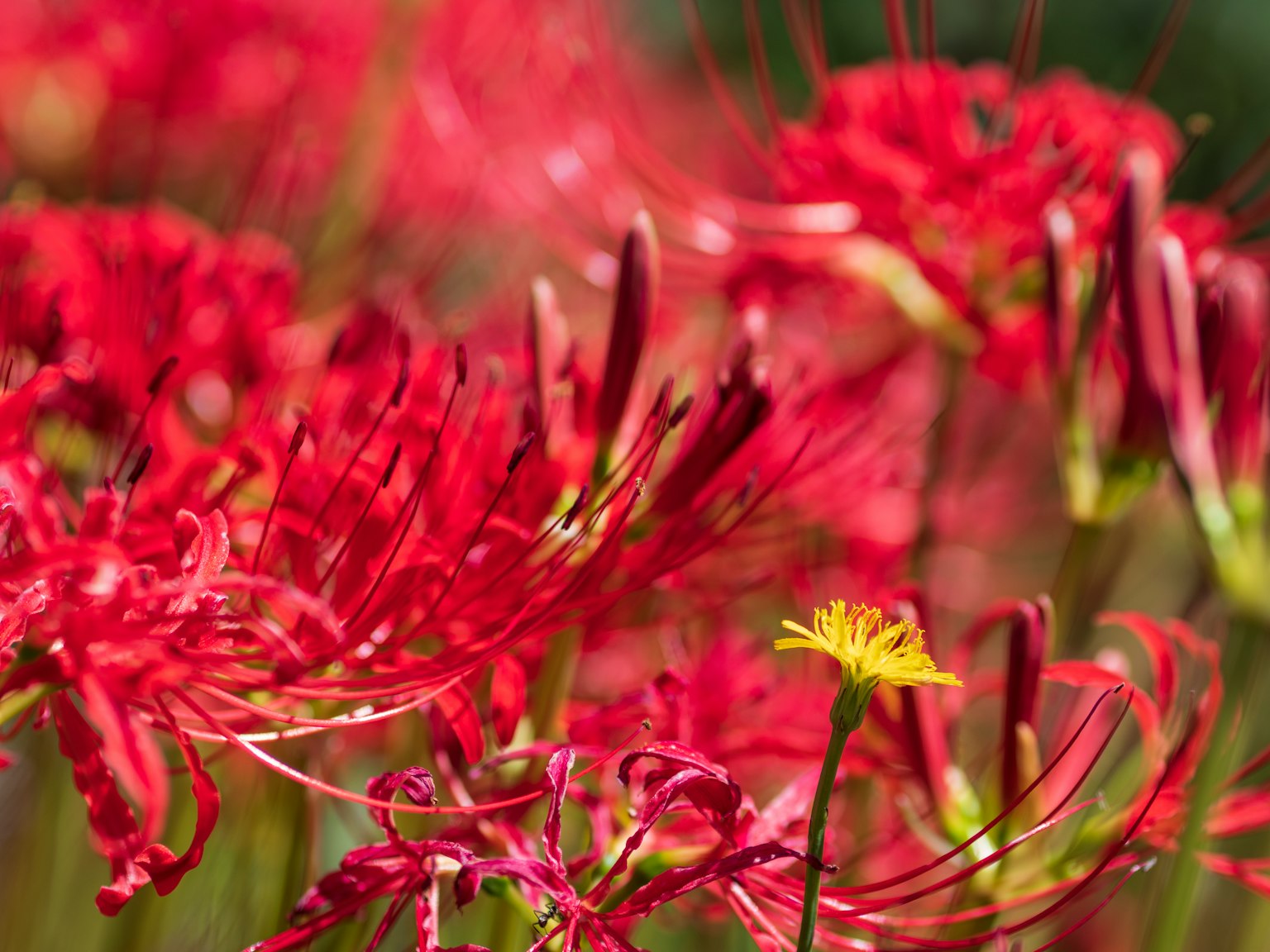 Lebendige rote Spinnenlilien blühen mit einer einzigen gelben Blume dazwischen