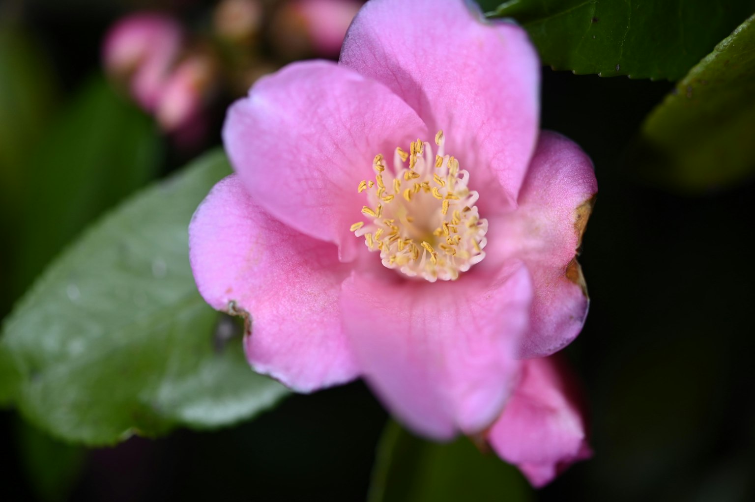 Acercamiento de una flor rosa pálido con hojas verdes