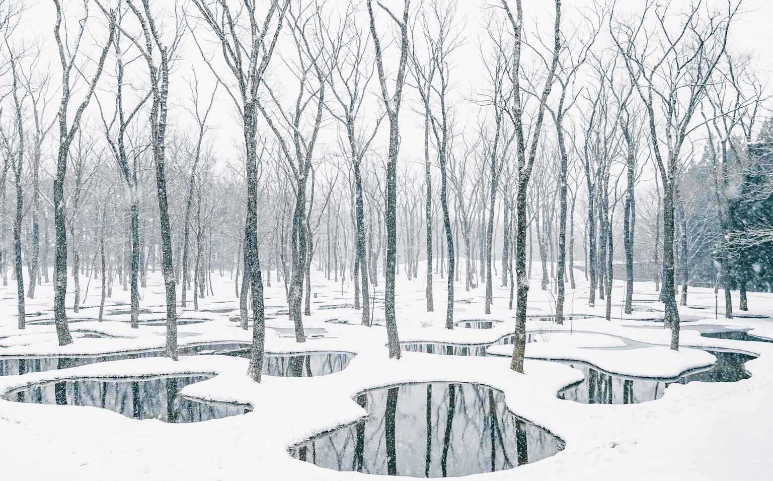 Un paesaggio innevato con pozzanghere allungate tra alberi spogli