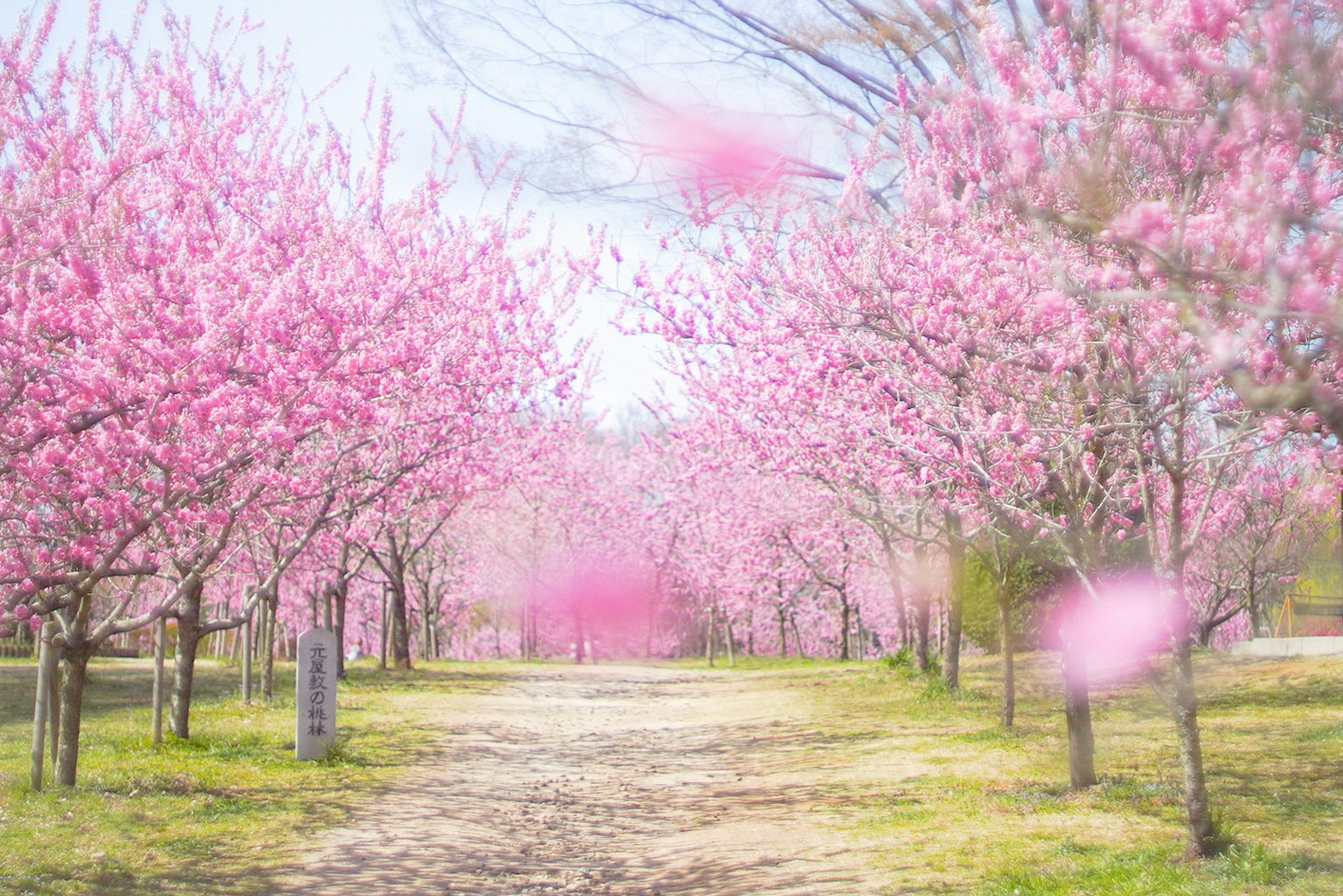 Beautiful landscape featuring a pathway lined with blooming cherry blossom trees