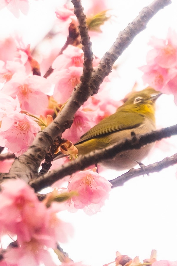桜の花の間にとまる小鳥の枝先